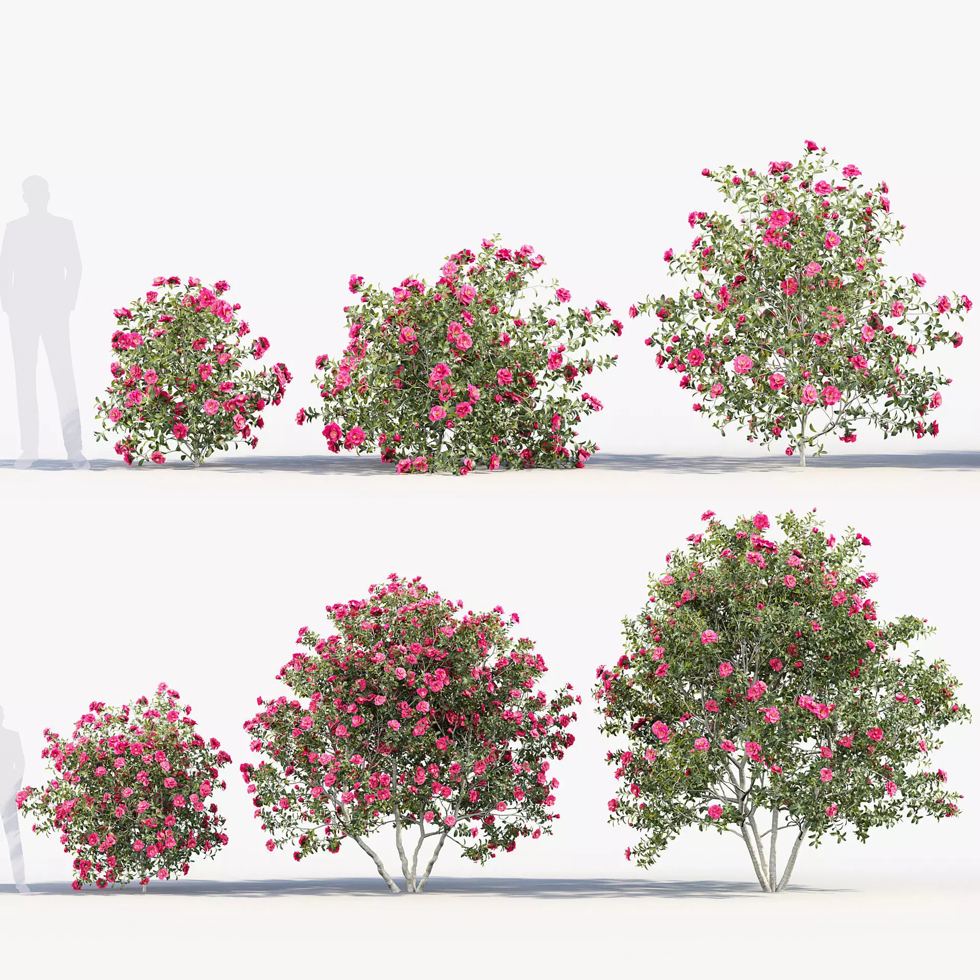 Camellia japonica Japanese camellia 3D model_0