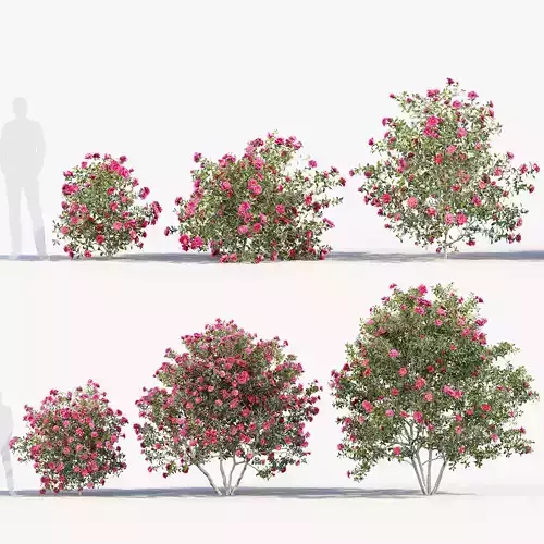 Camellia japonica Japanese camellia 3D model