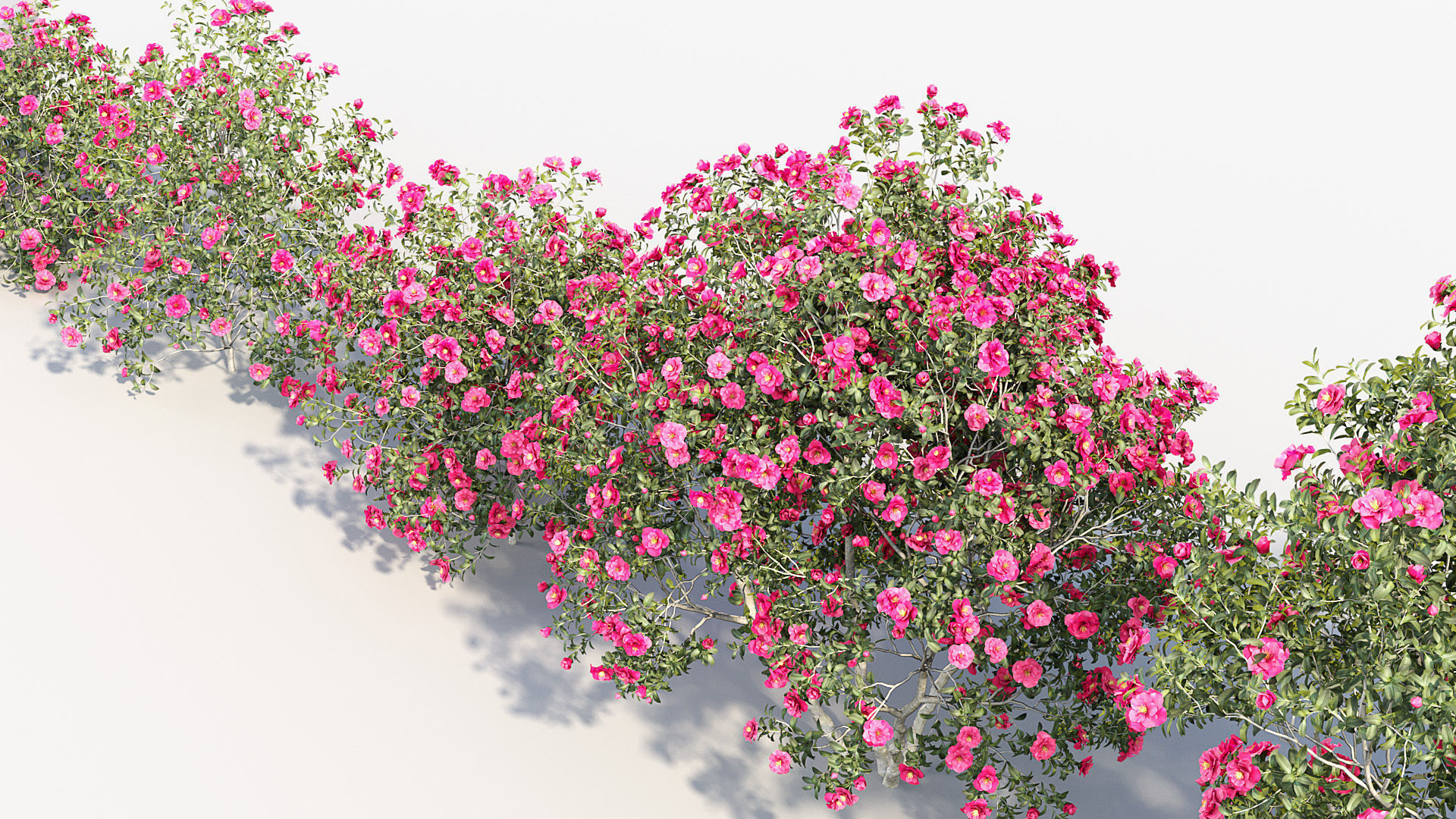 Camellia japonica Japanese camellia 3D model_6