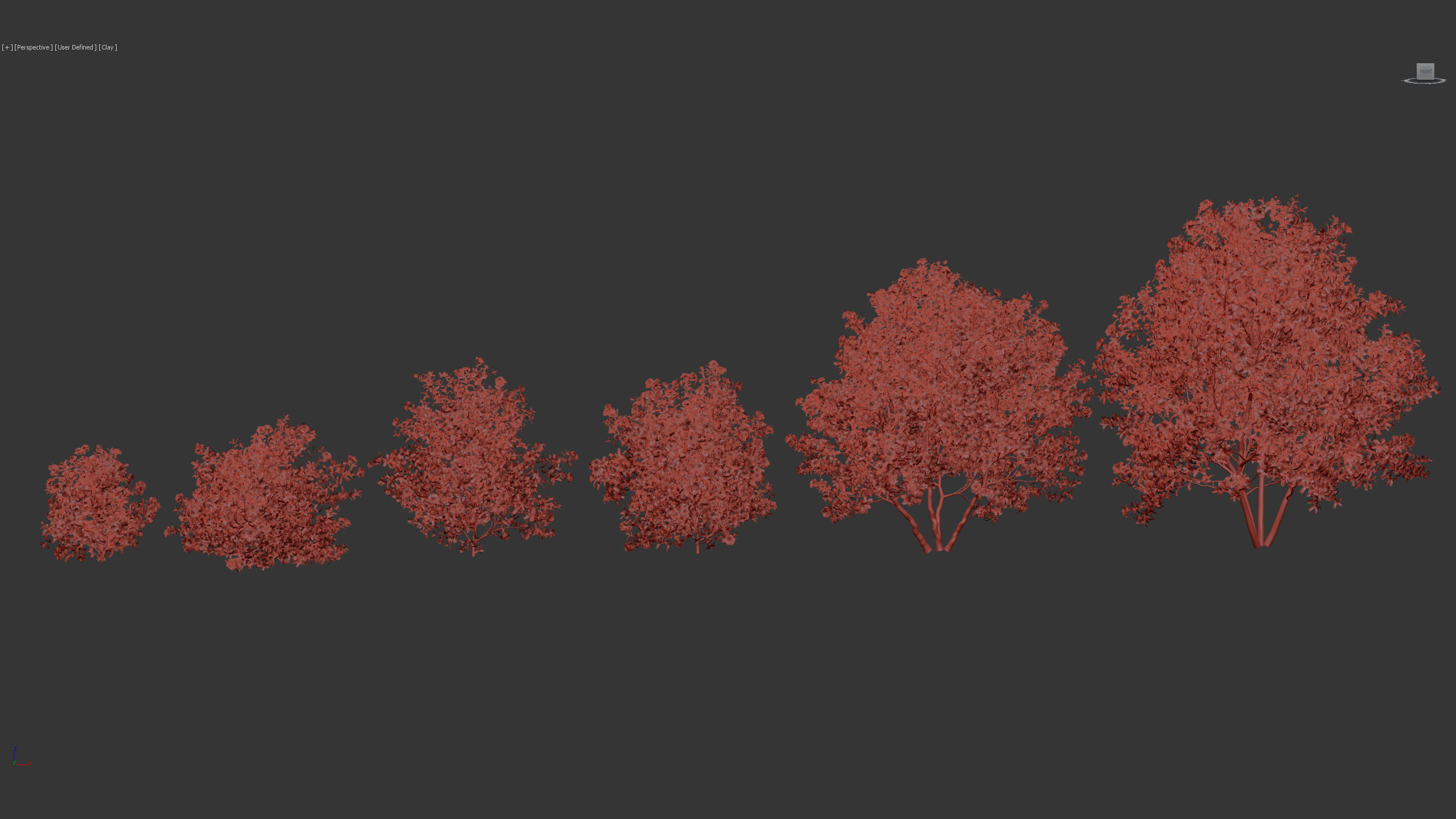 Camellia japonica Japanese camellia 3D model_9