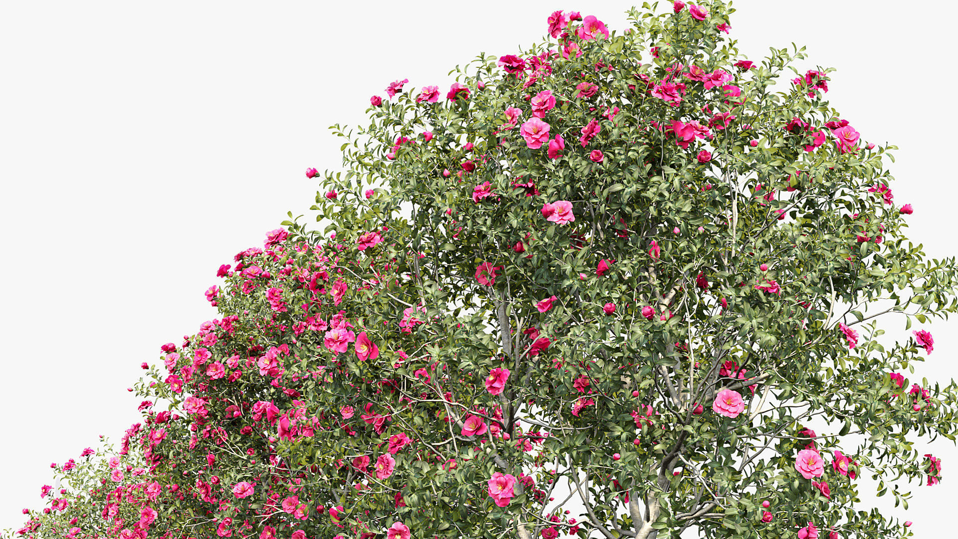 Camellia japonica Japanese camellia 3D model_7