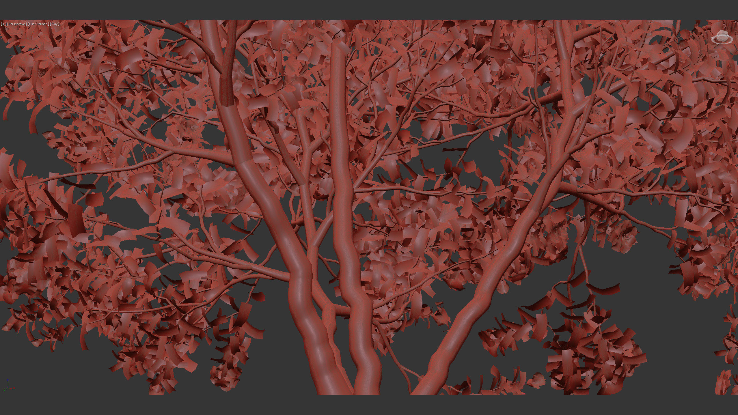 Camellia japonica Japanese camellia 3D model_13