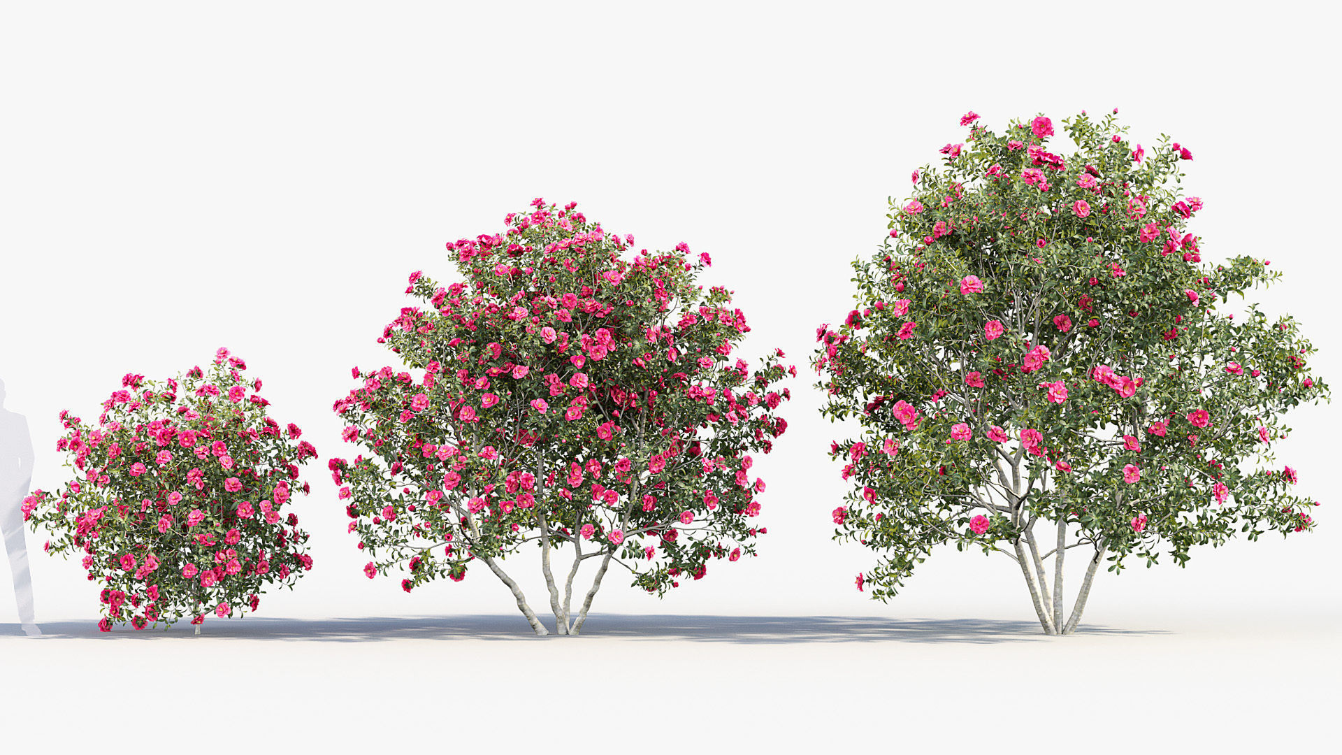 Camellia japonica Japanese camellia 3D model_3