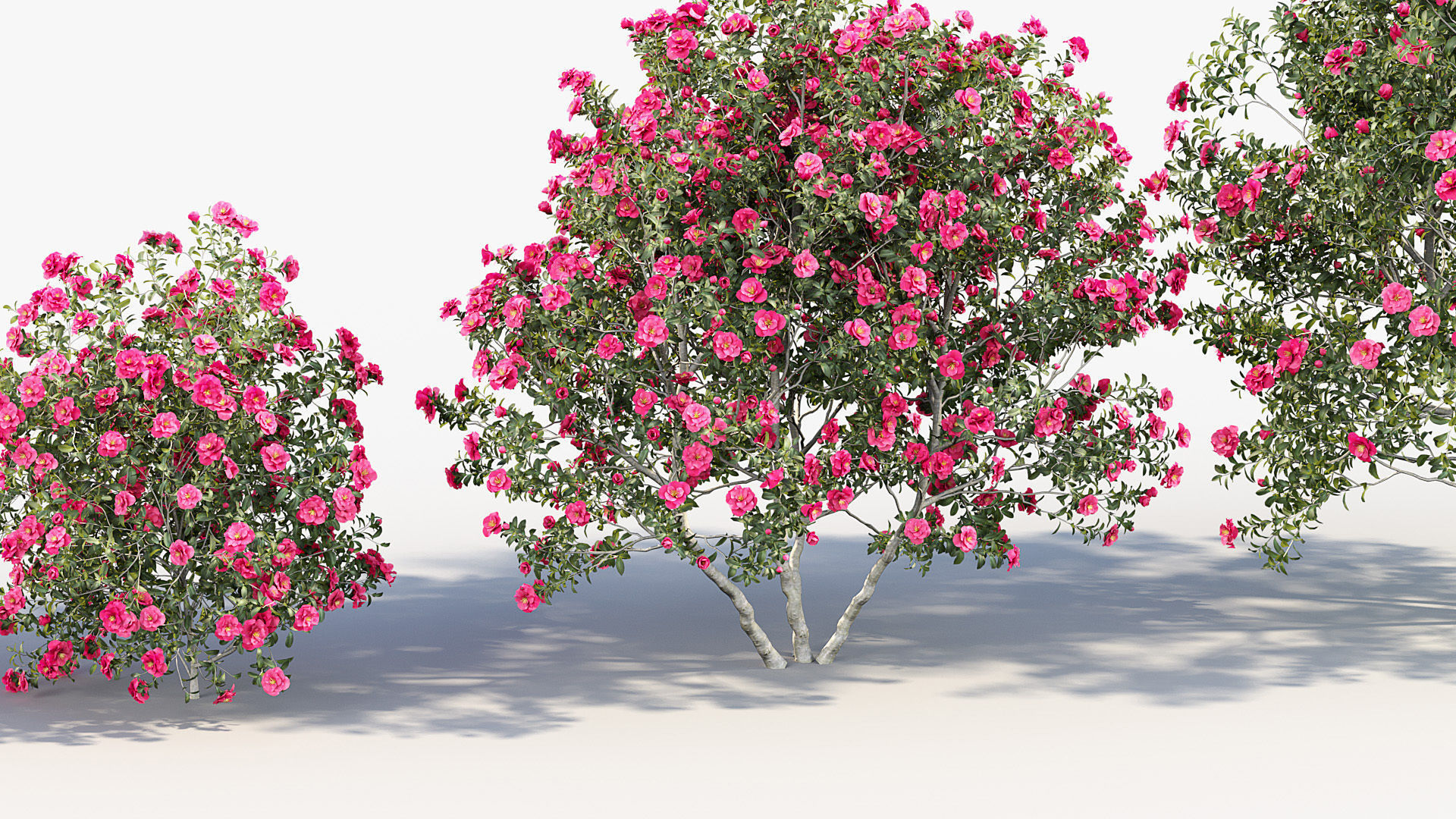 Camellia japonica Japanese camellia 3D model_4