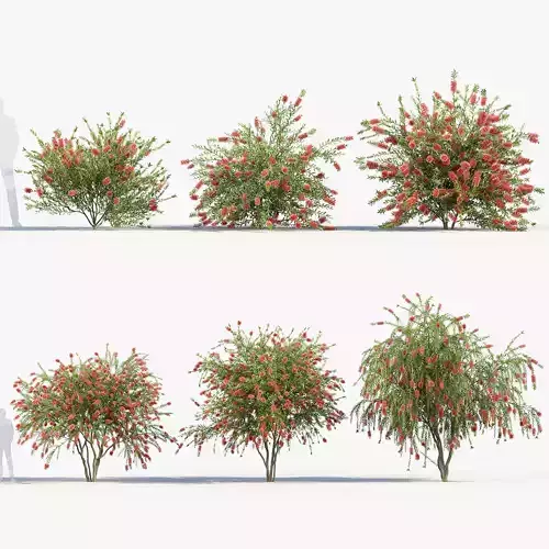 Callistemon citrinus Crimson Bottlebrush