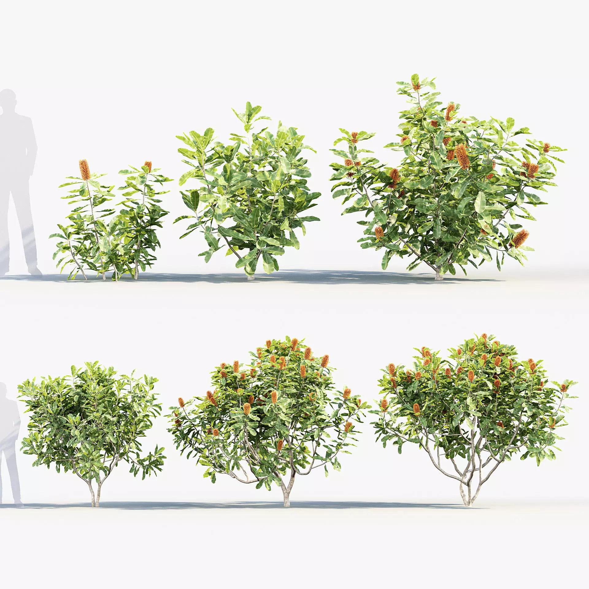Banksia robur - Swamp Banksia 3D model