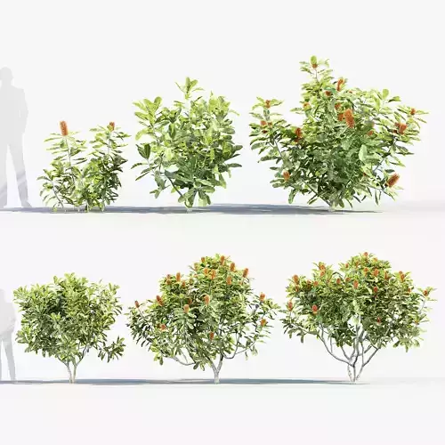 Banksia robur Swamp Banksia