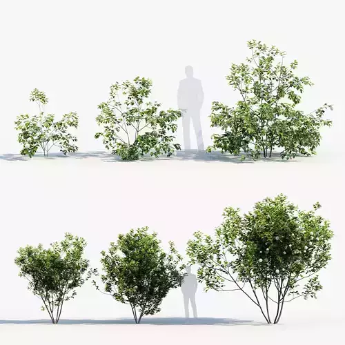 Viburnum opulus   European cranberry bush