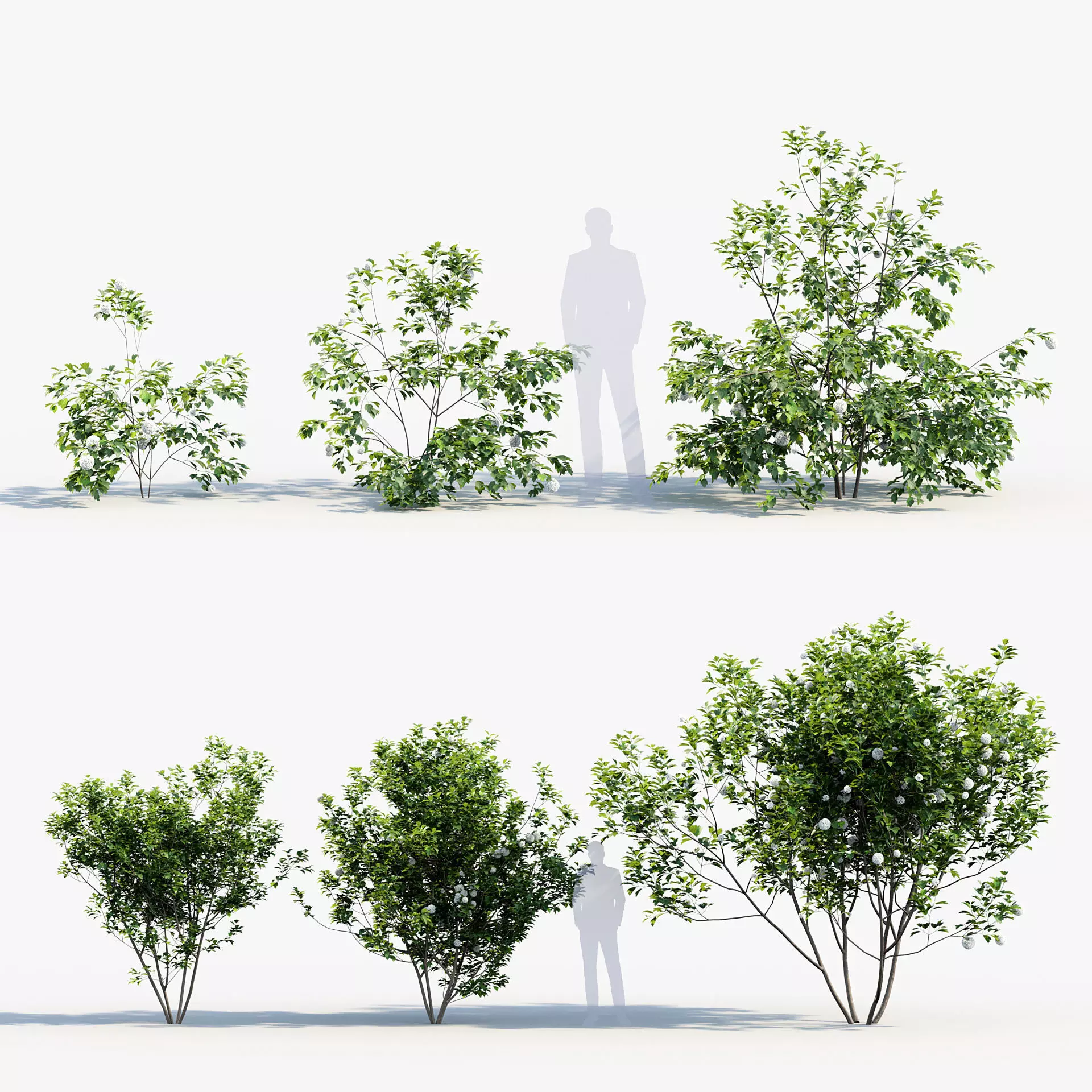 Viburnum opulus - European cranberry bush 3D model