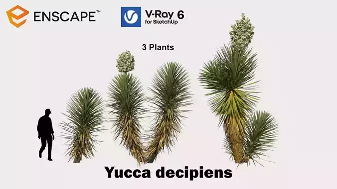 Yucca decipiens