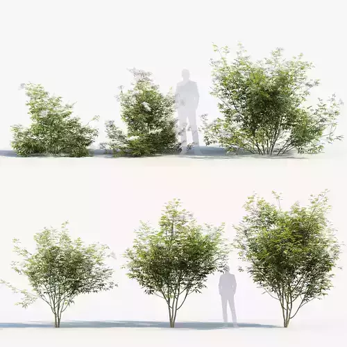 Sambucus nigra European elder 3D model