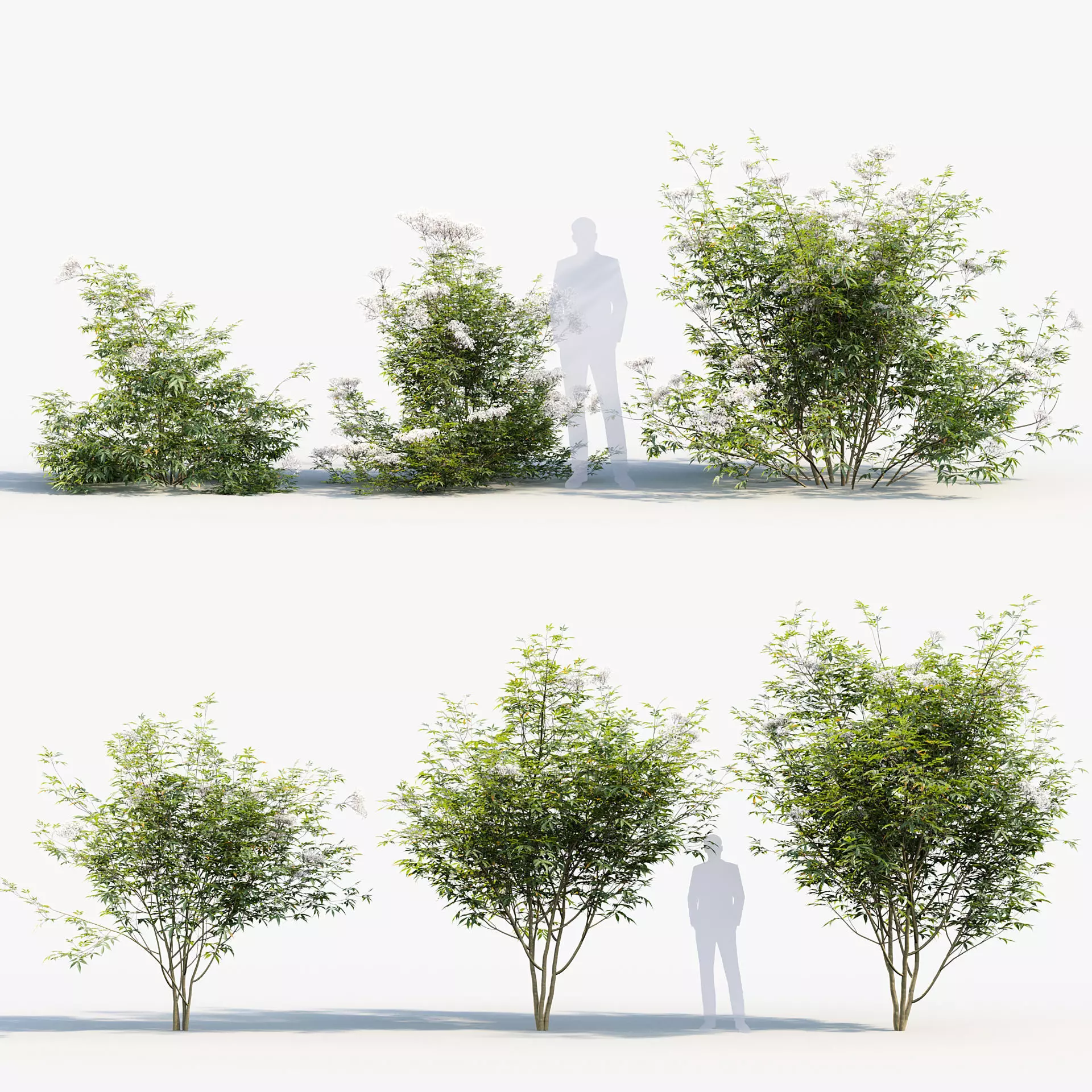 Sambucus nigra European elder 3D model_0