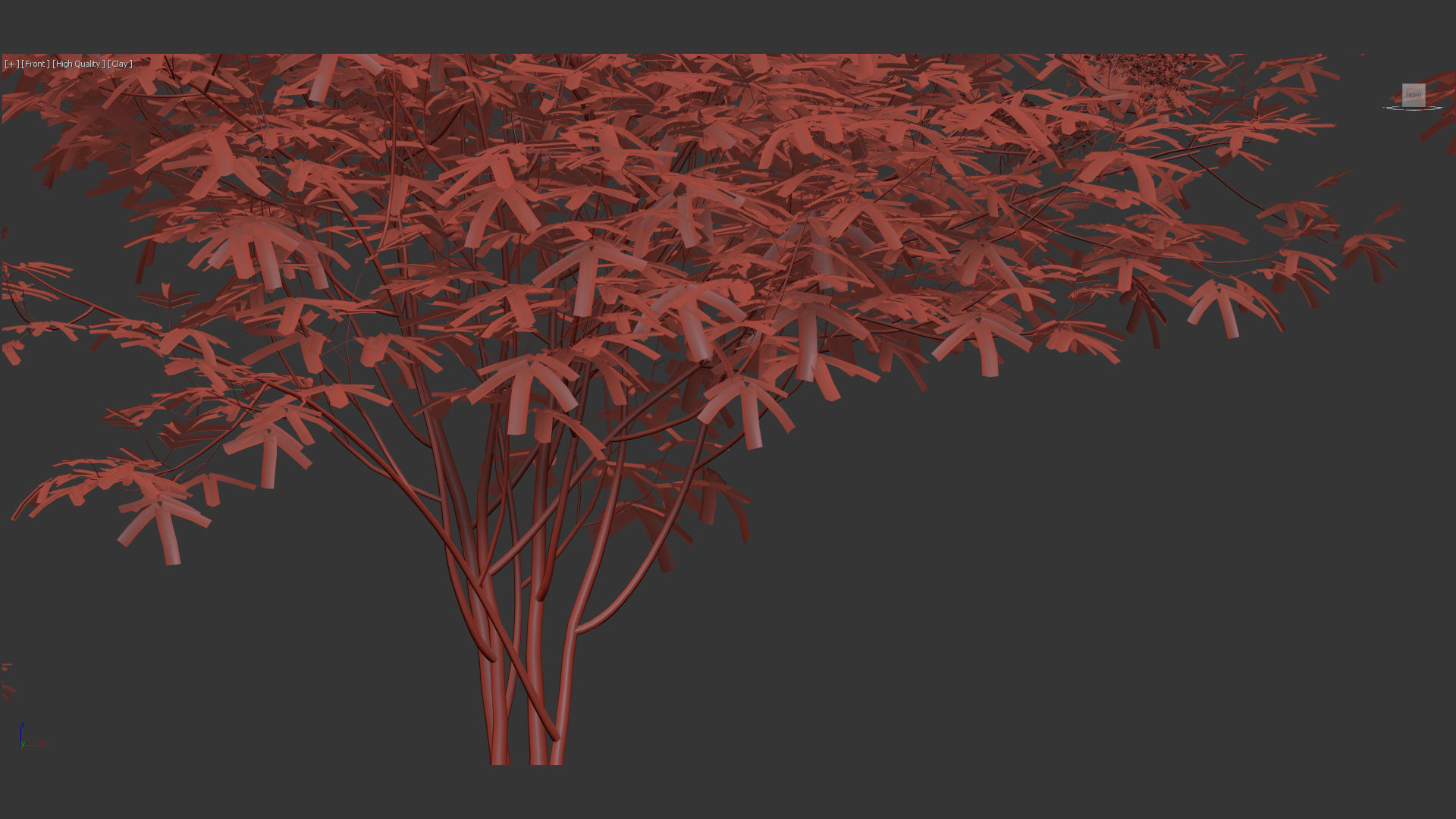 Sambucus nigra European elder 3D model_10