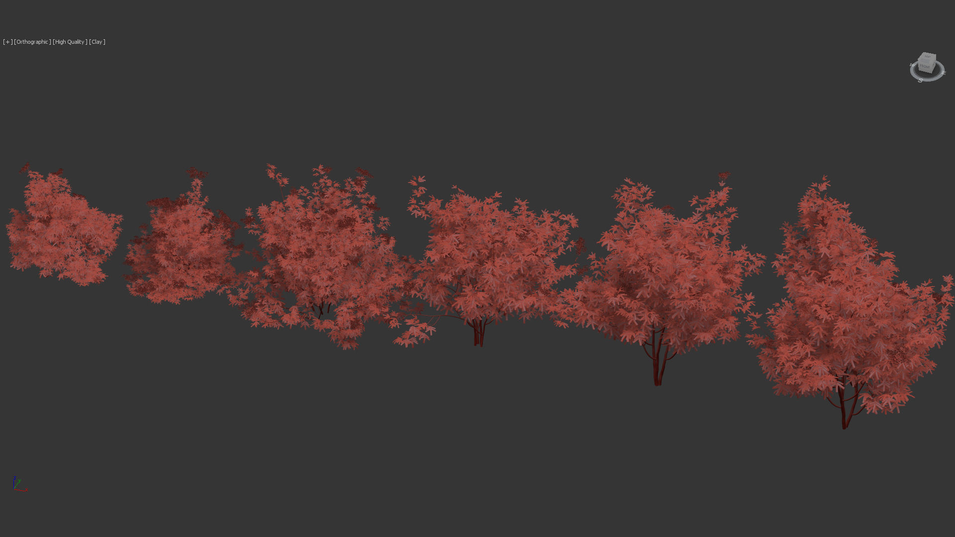 Sambucus nigra European elder 3D model_12