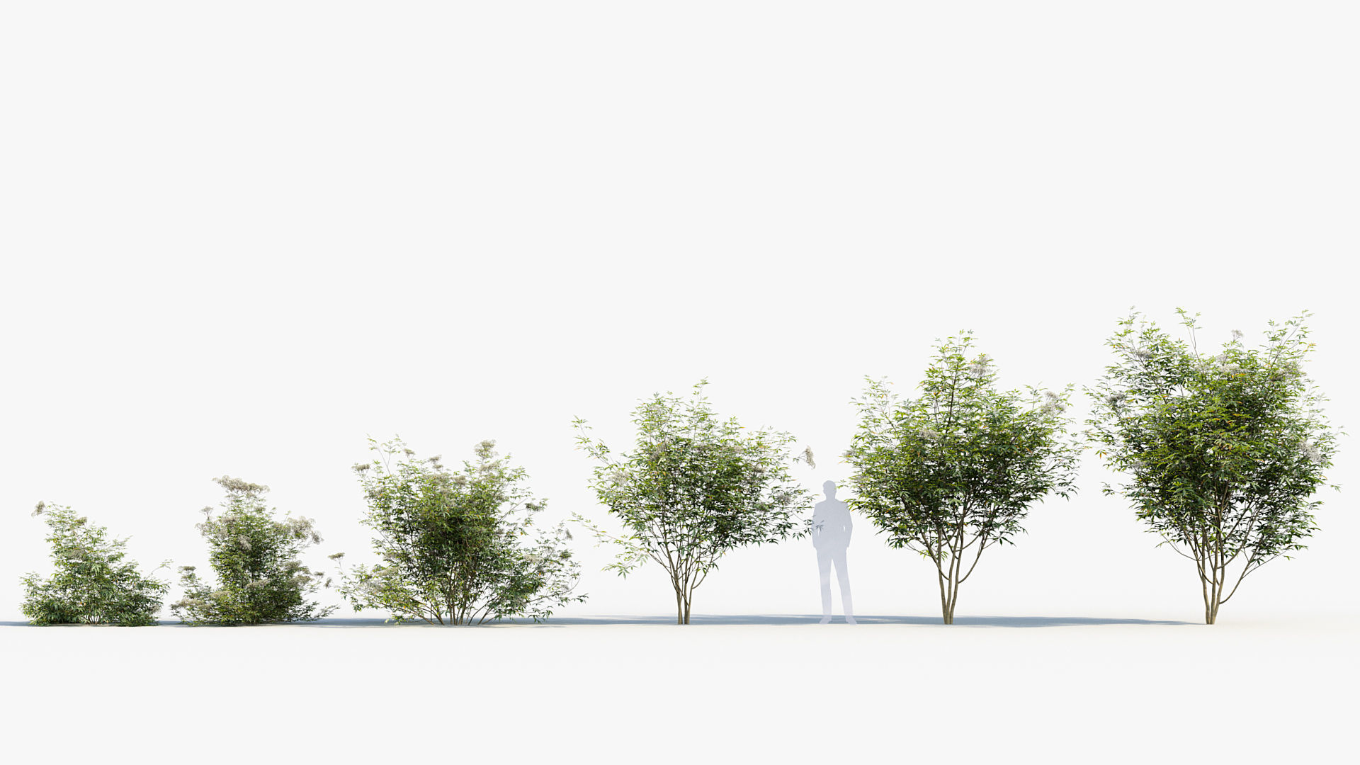 Sambucus nigra European elder 3D model_1