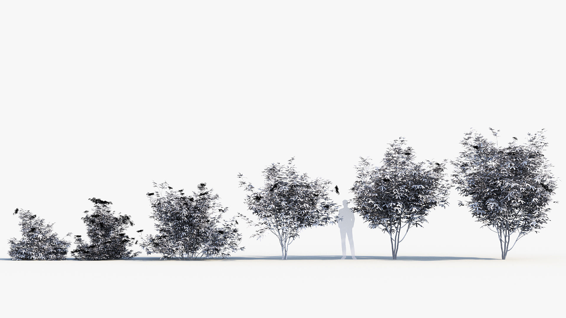 Sambucus nigra European elder 3D model_8