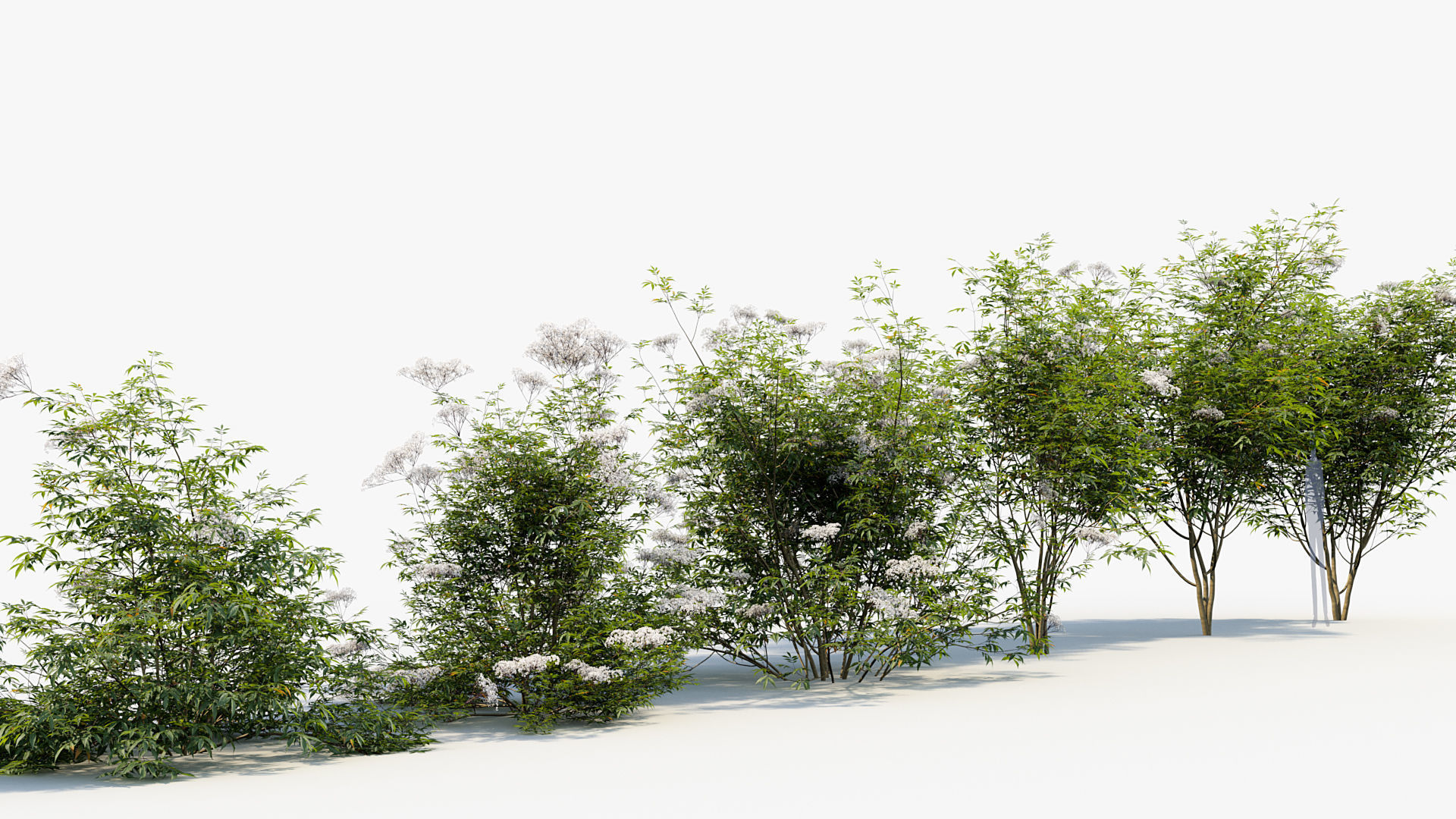 Sambucus nigra European elder 3D model_7