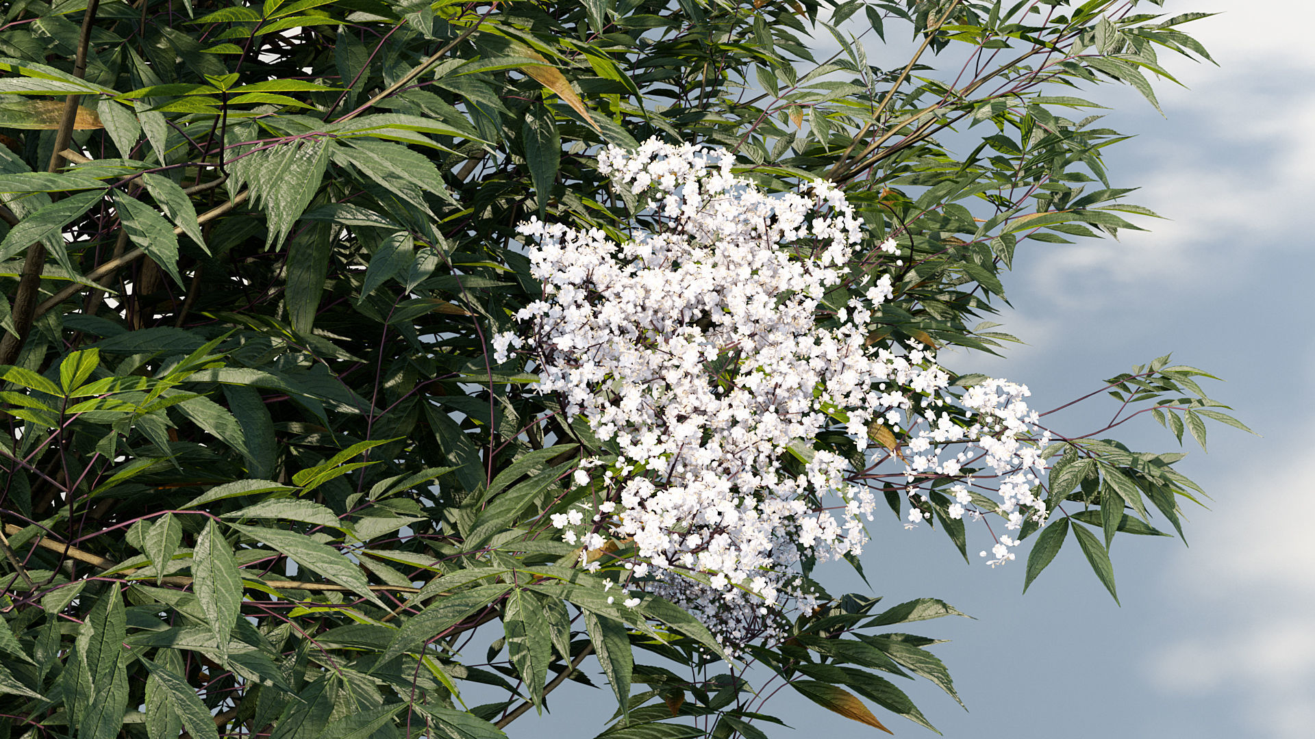 Sambucus nigra European elder 3D model_5