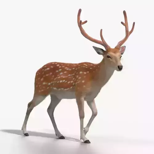 Male Sika Deer VFX Grace