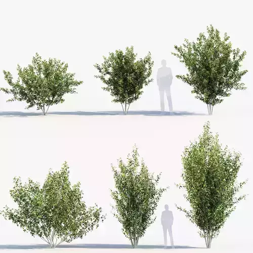 Rhamnus frangula  Glossy buckthorn