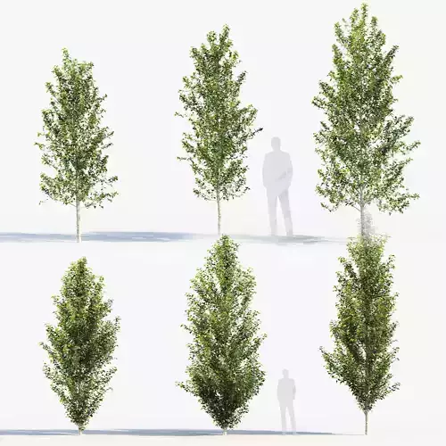 Populus nigra  Lombardy poplar 3D model
