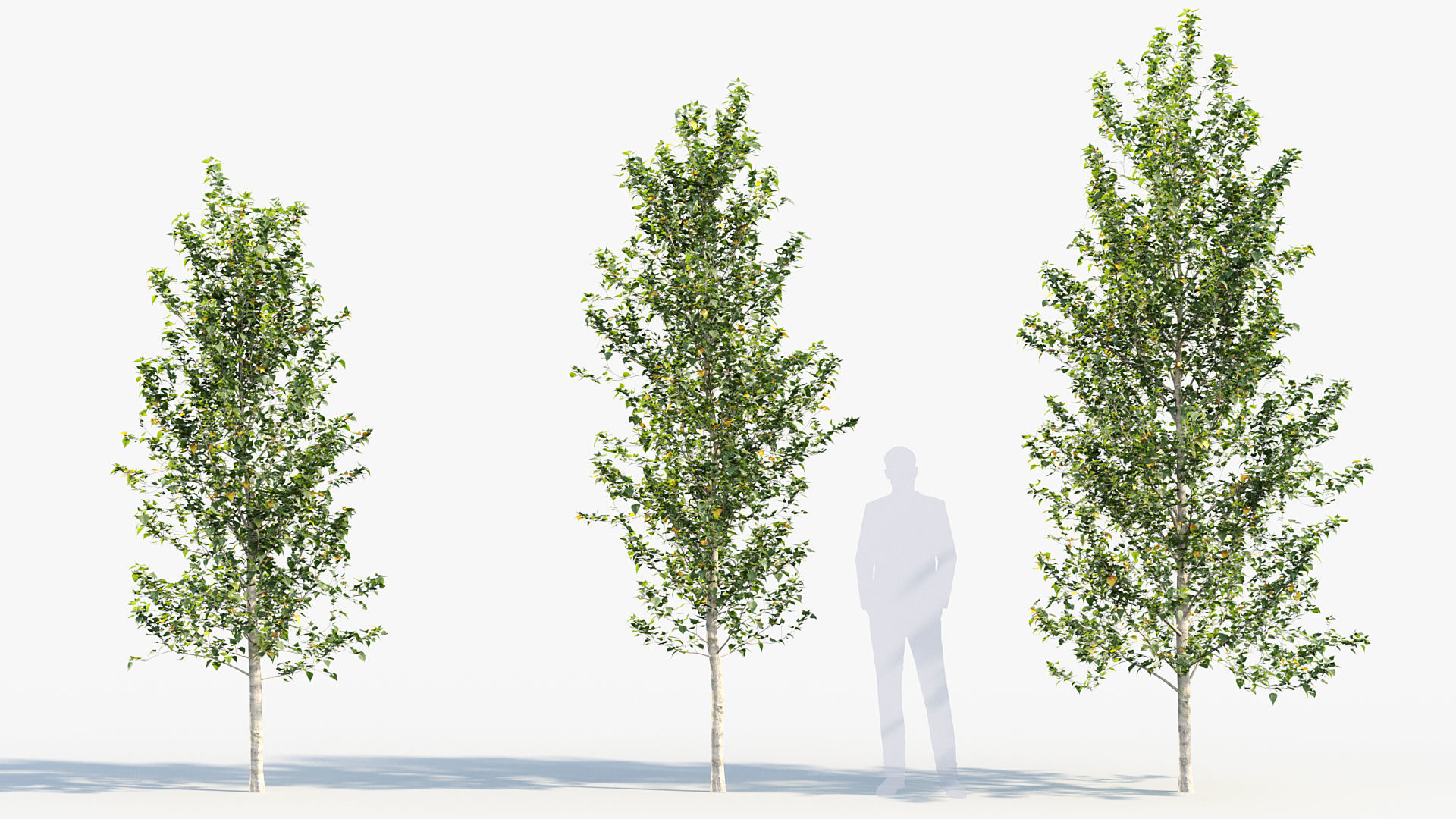 Populus nigra  Lombardy poplar 3D model_2