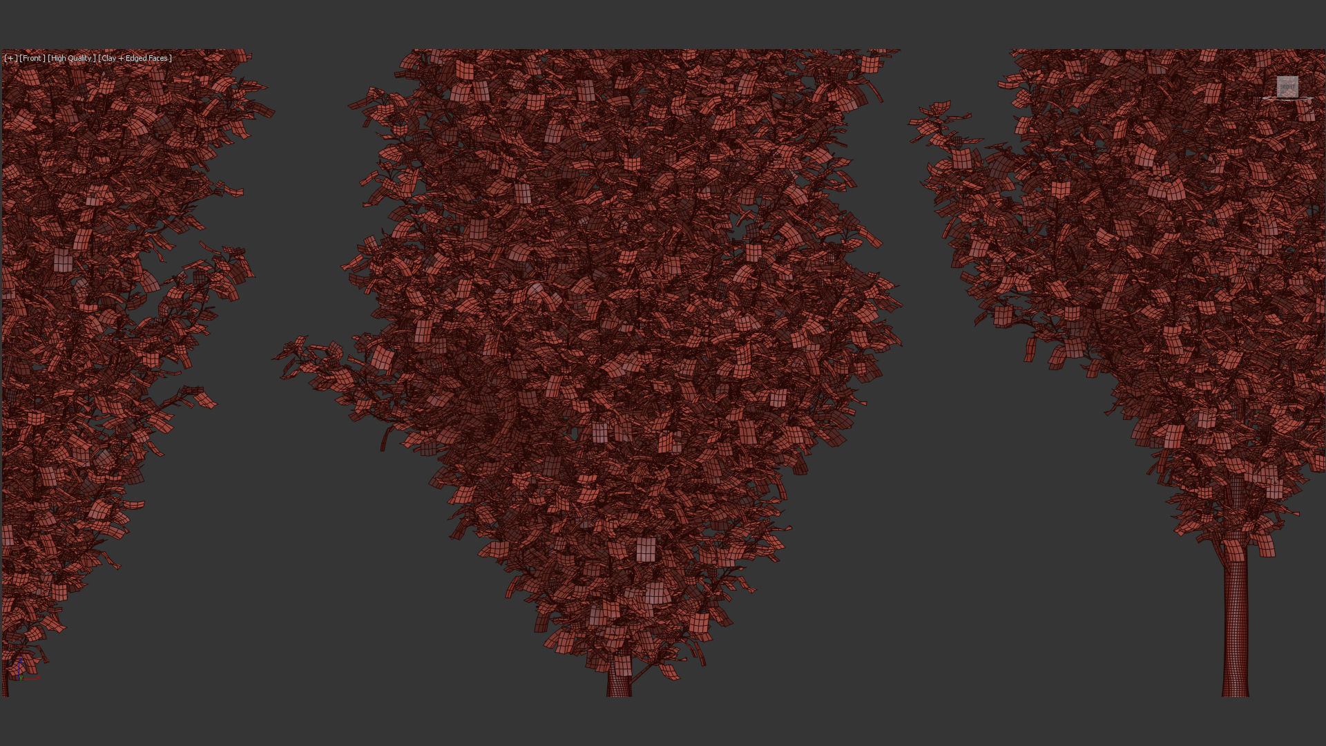 Populus nigra  Lombardy poplar 3D model_11