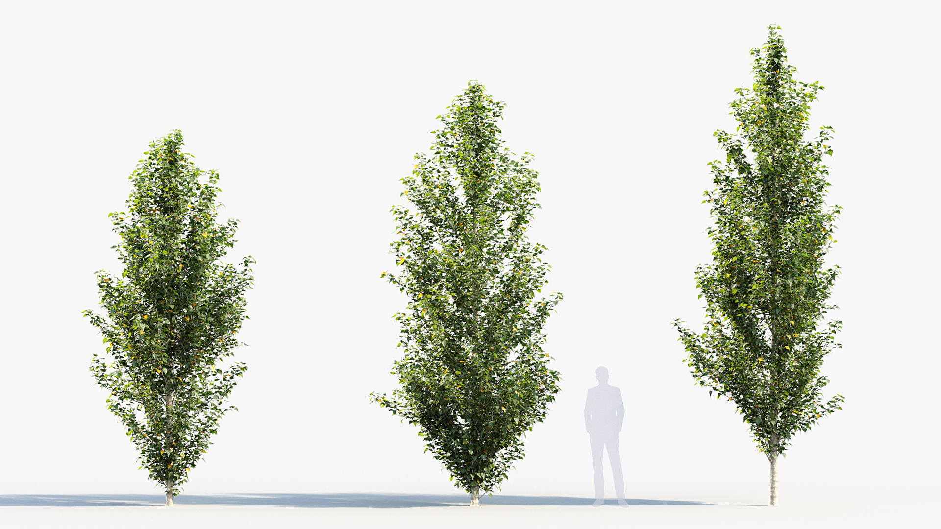 Populus nigra  Lombardy poplar 3D model_3