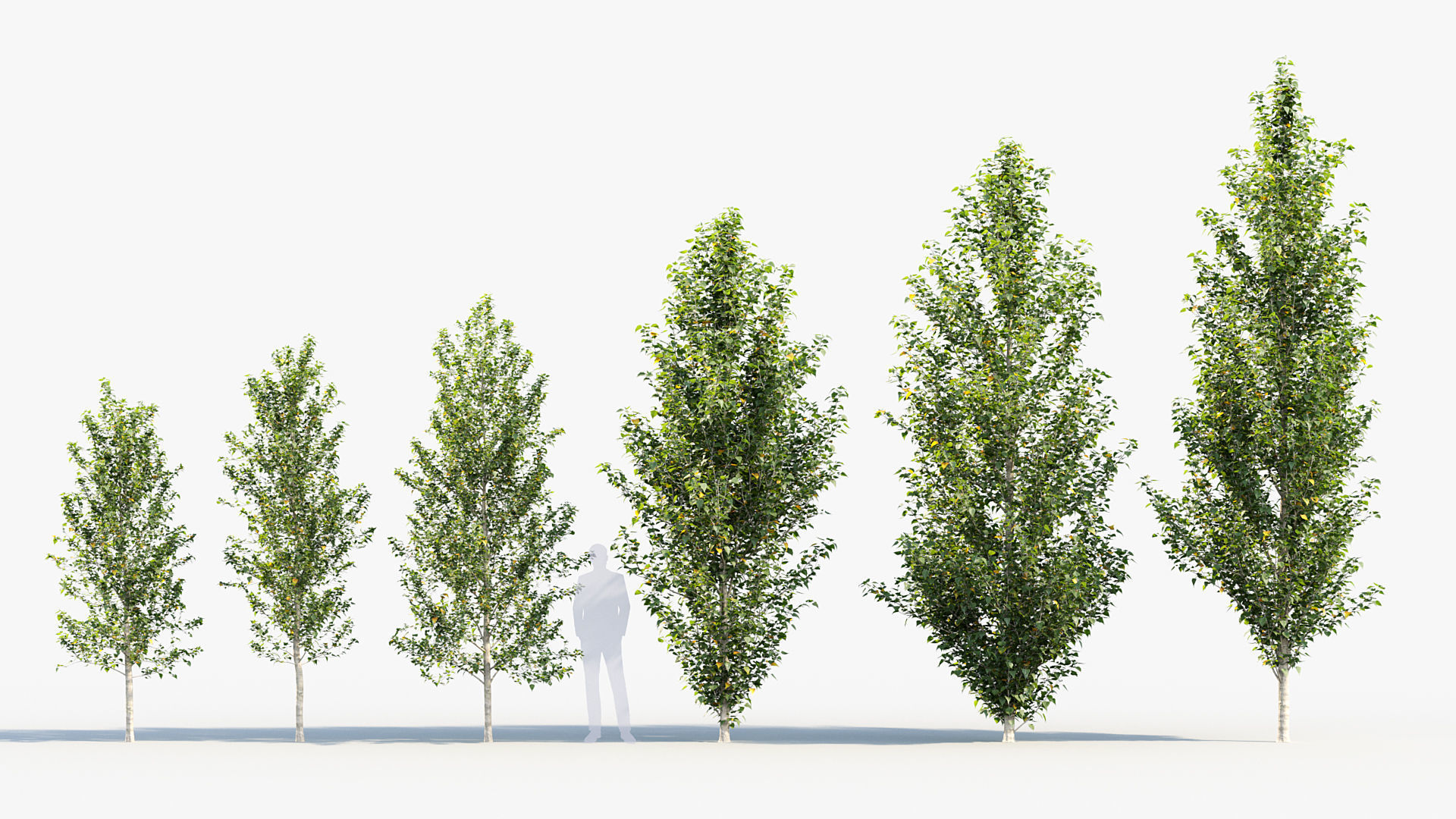 Populus nigra  Lombardy poplar 3D model_1