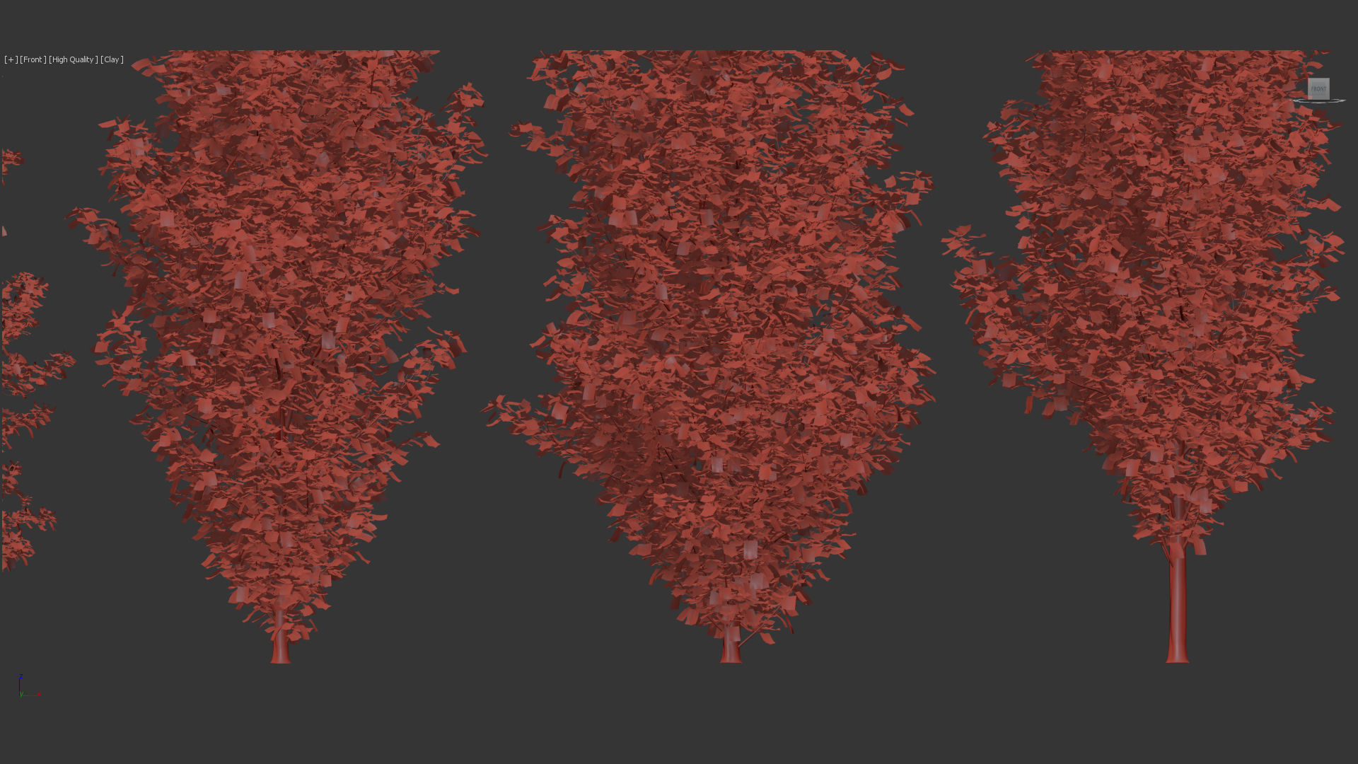 Populus nigra  Lombardy poplar 3D model_10