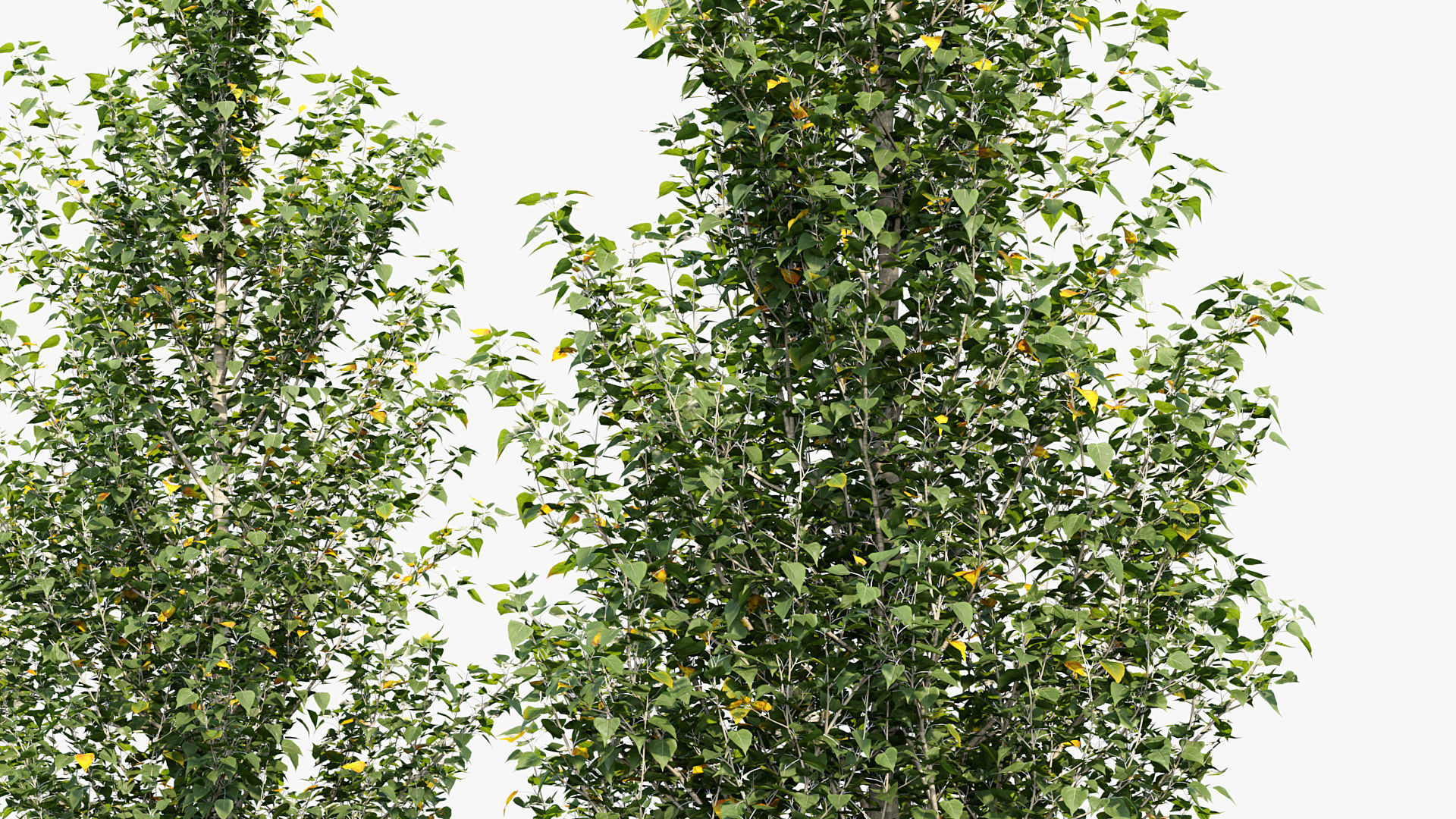 Populus nigra  Lombardy poplar 3D model_4