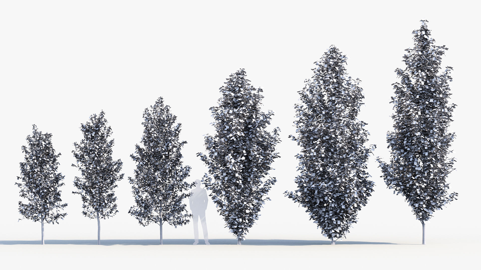 Populus nigra  Lombardy poplar 3D model_8