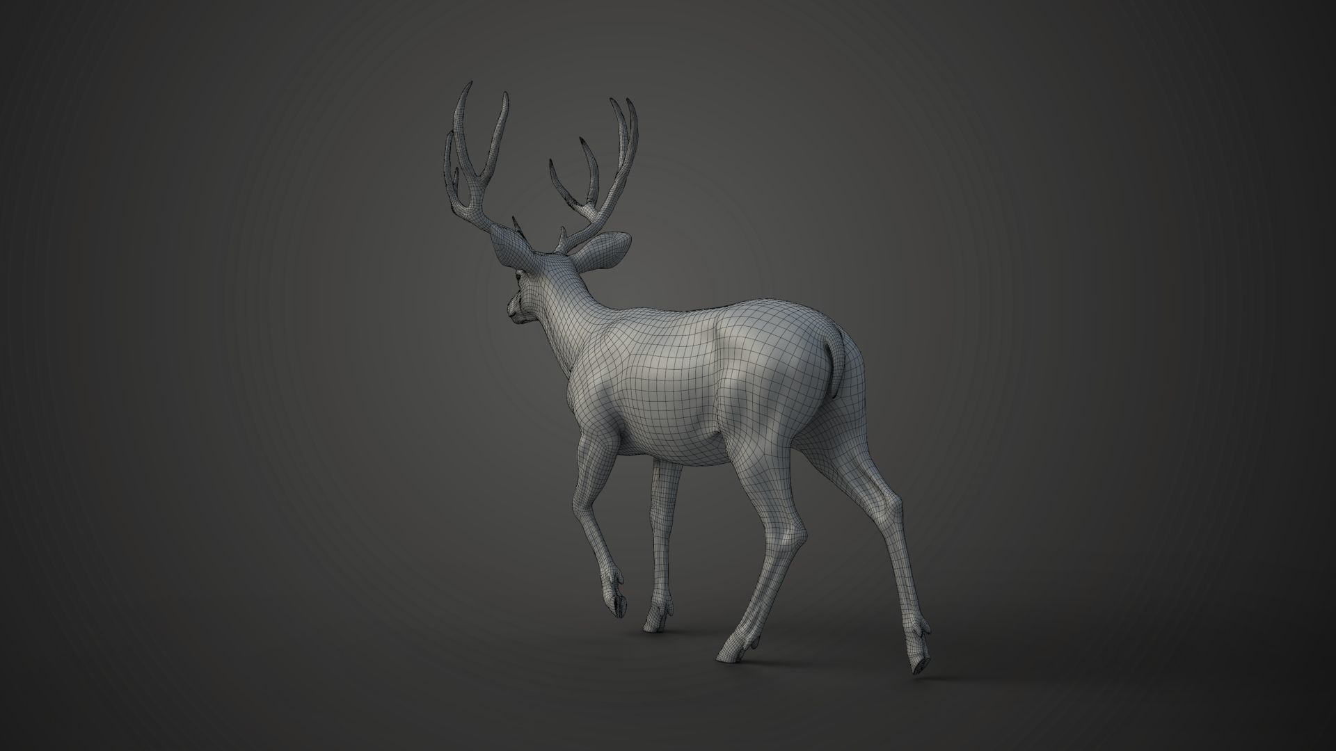 Mule Deer VFX Grace 3D model_28