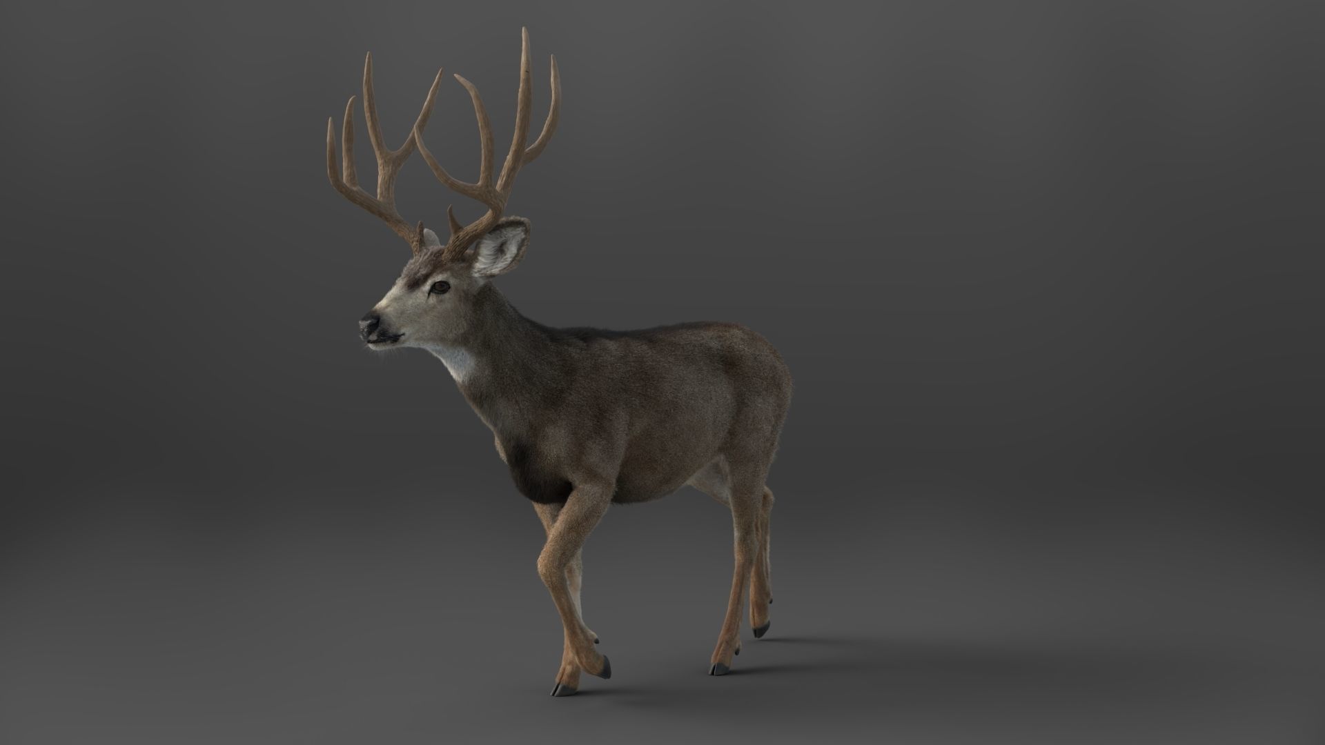 Mule Deer VFX Grace 3D model_15