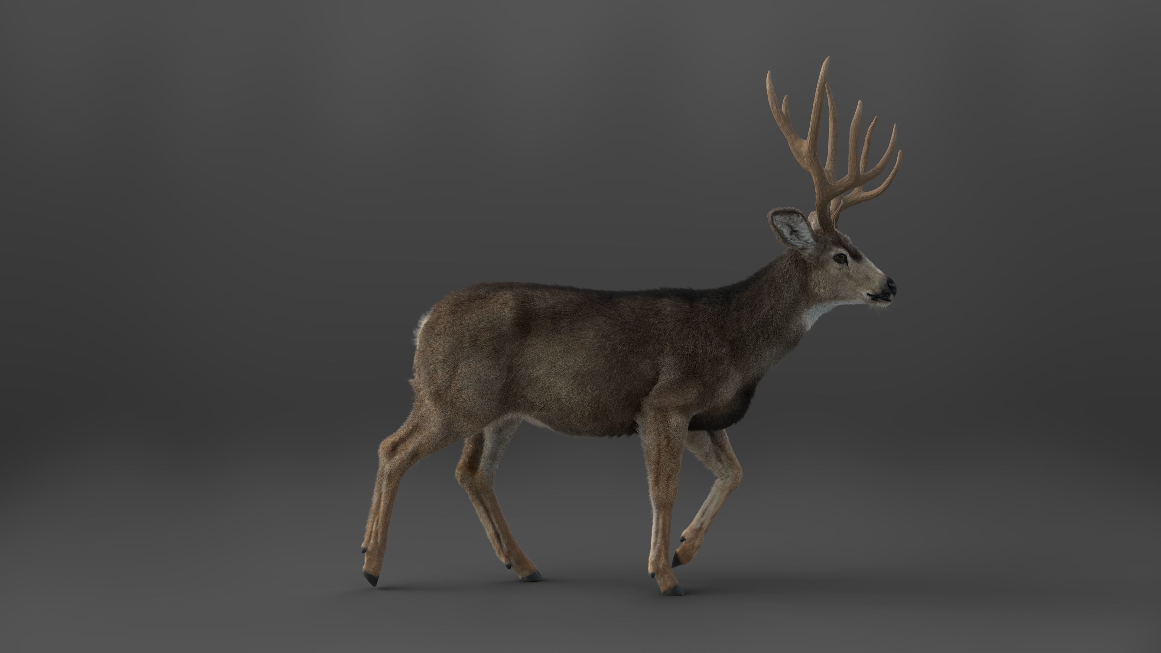 Mule Deer VFX Grace 3D model_8