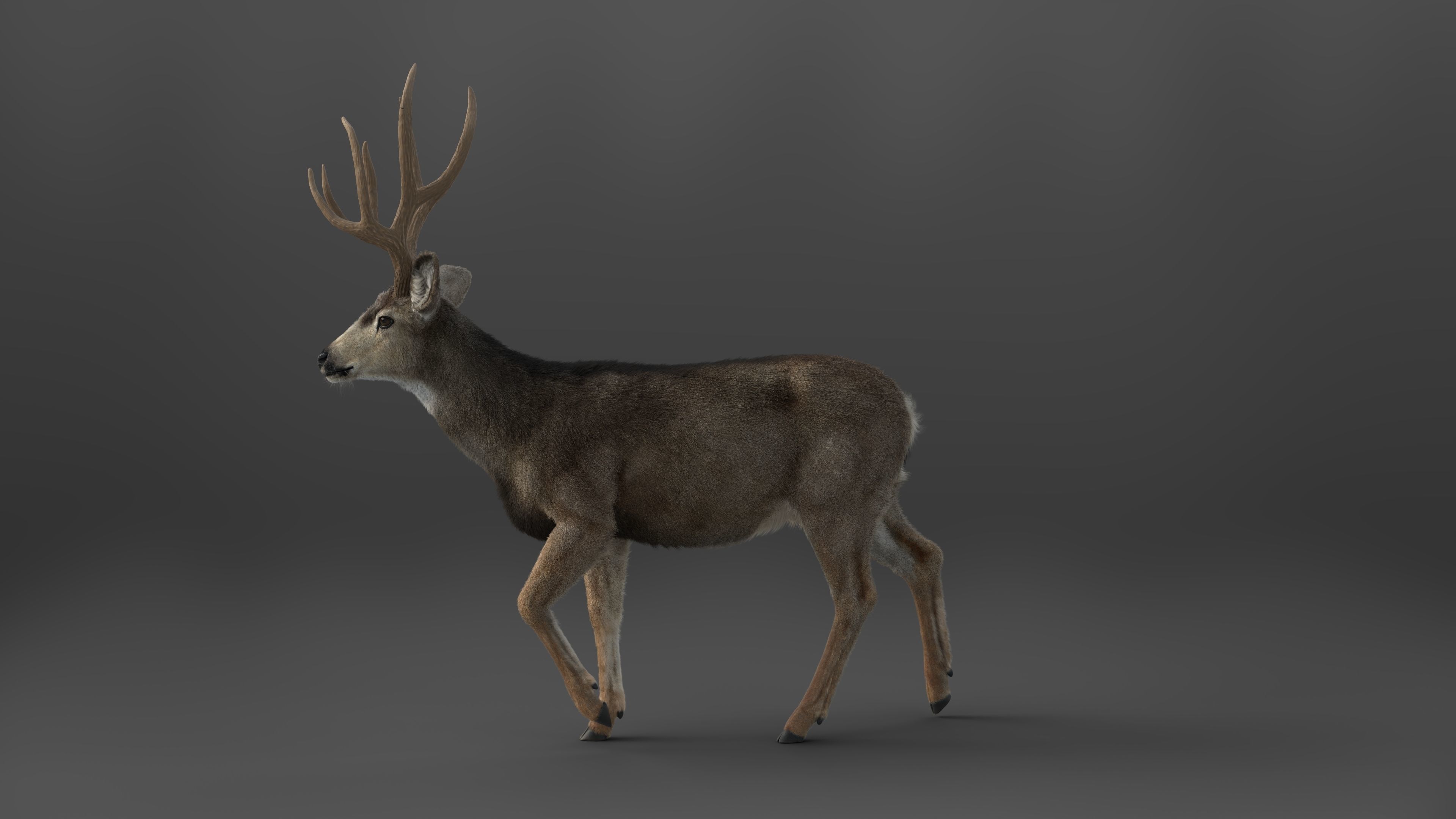 Mule Deer VFX Grace 3D model_14