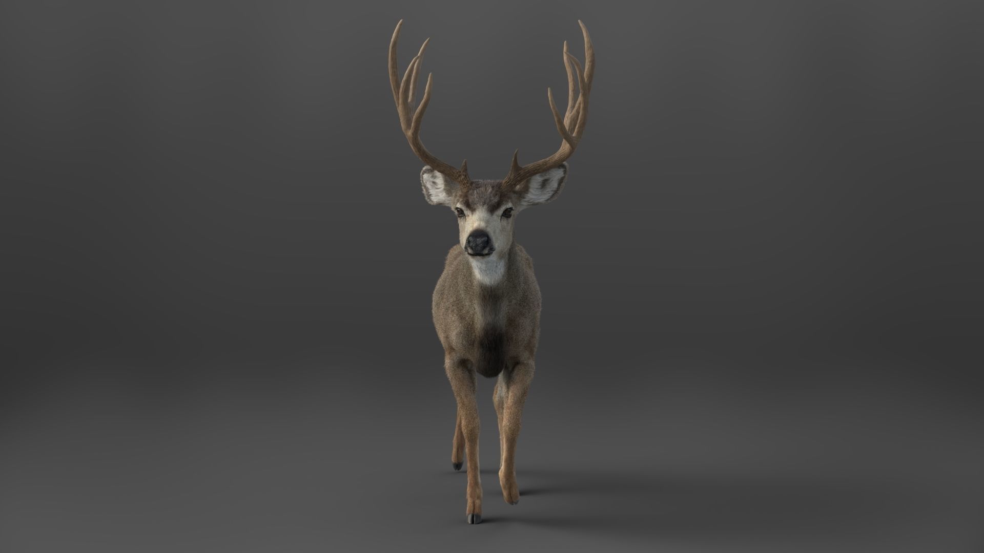 Mule Deer VFX Grace 3D model_17