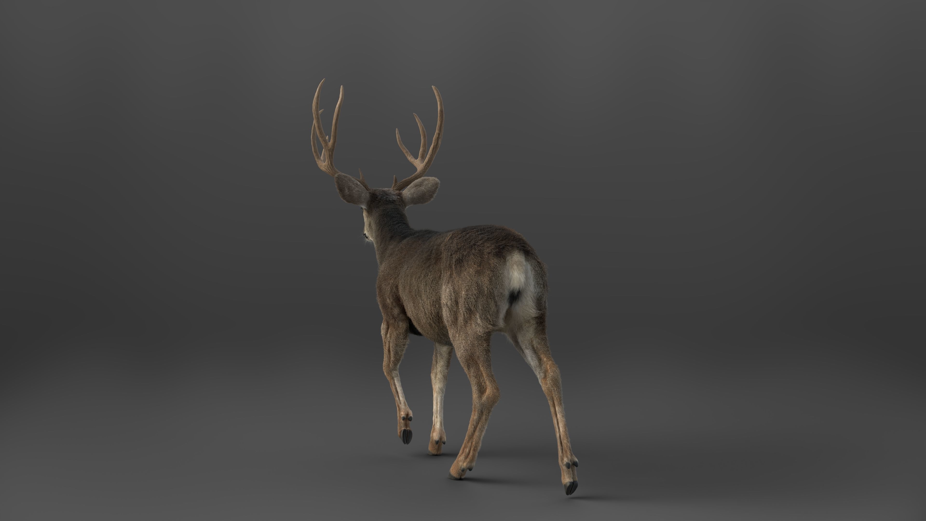 Mule Deer VFX Grace 3D model_12