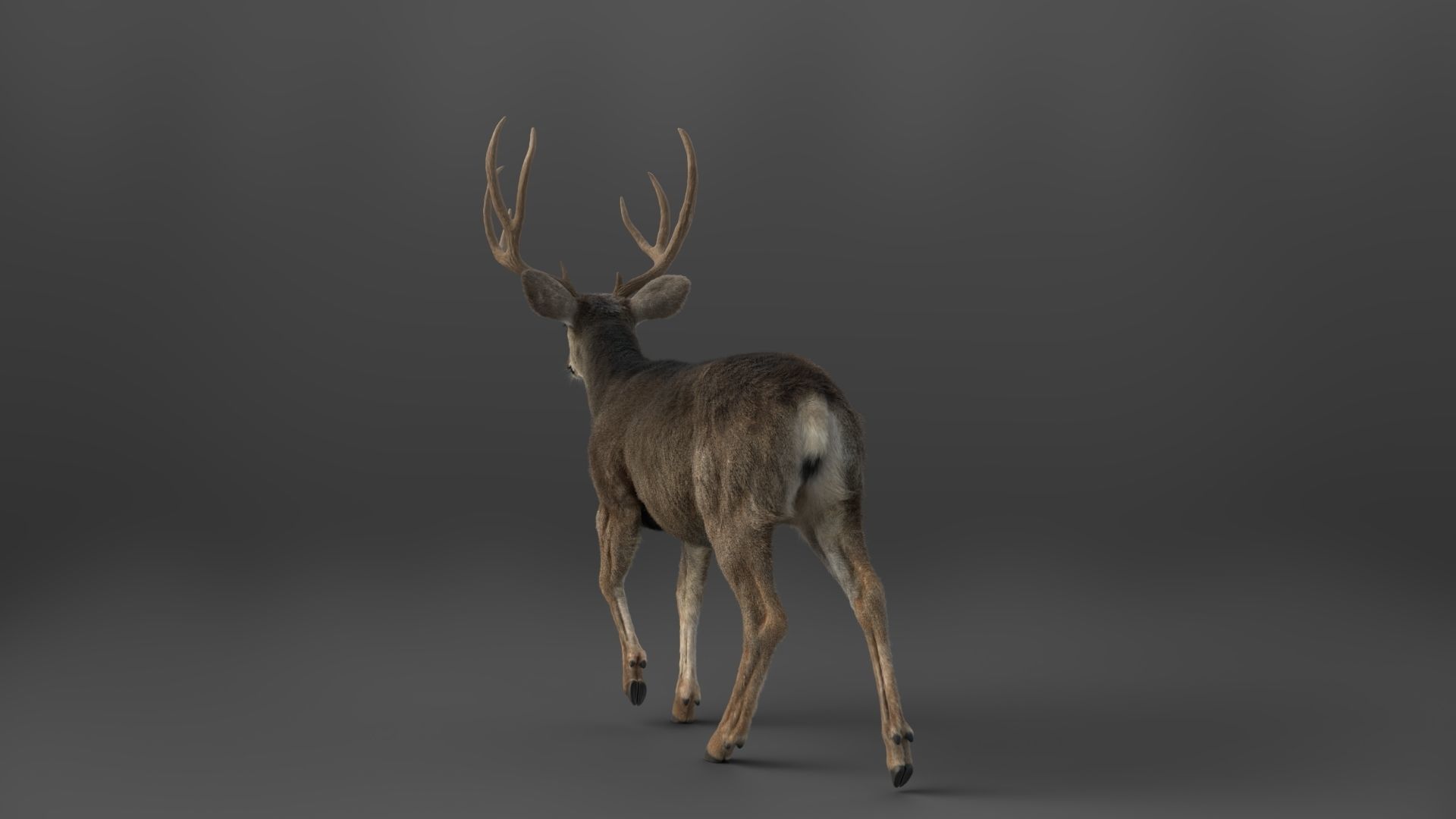 Mule Deer VFX Grace 3D model_11