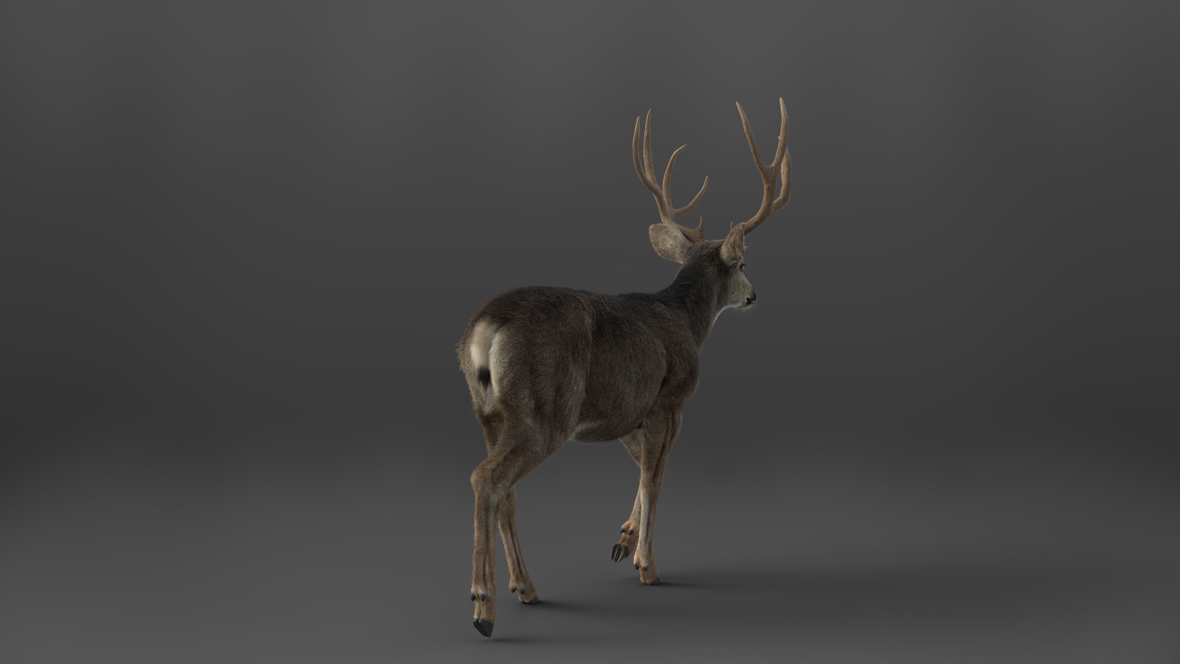 Mule Deer VFX Grace 3D model_10