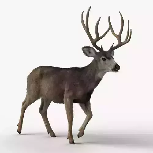 Mule Deer VFX Grace