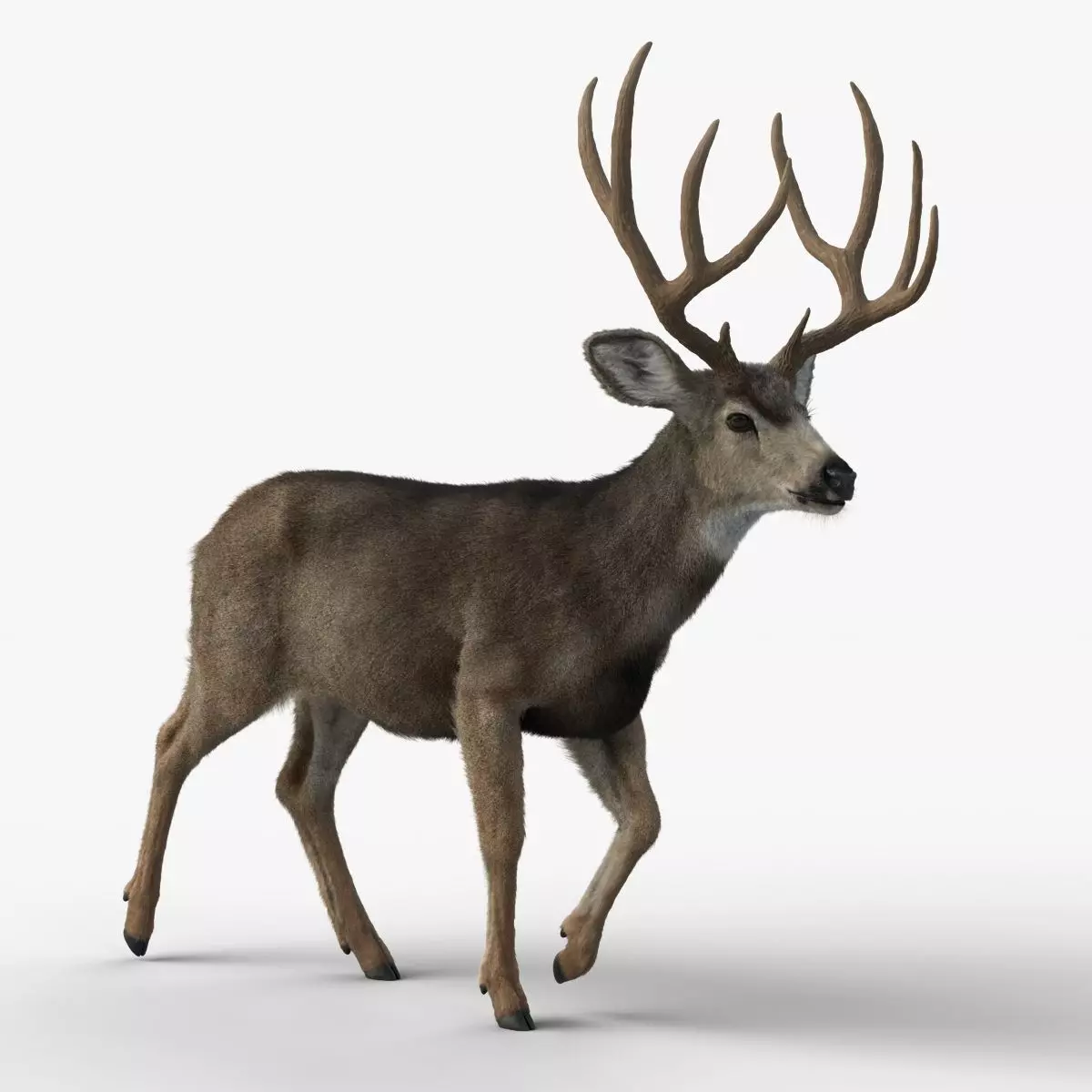 Mule Deer VFX Grace 3D model_0