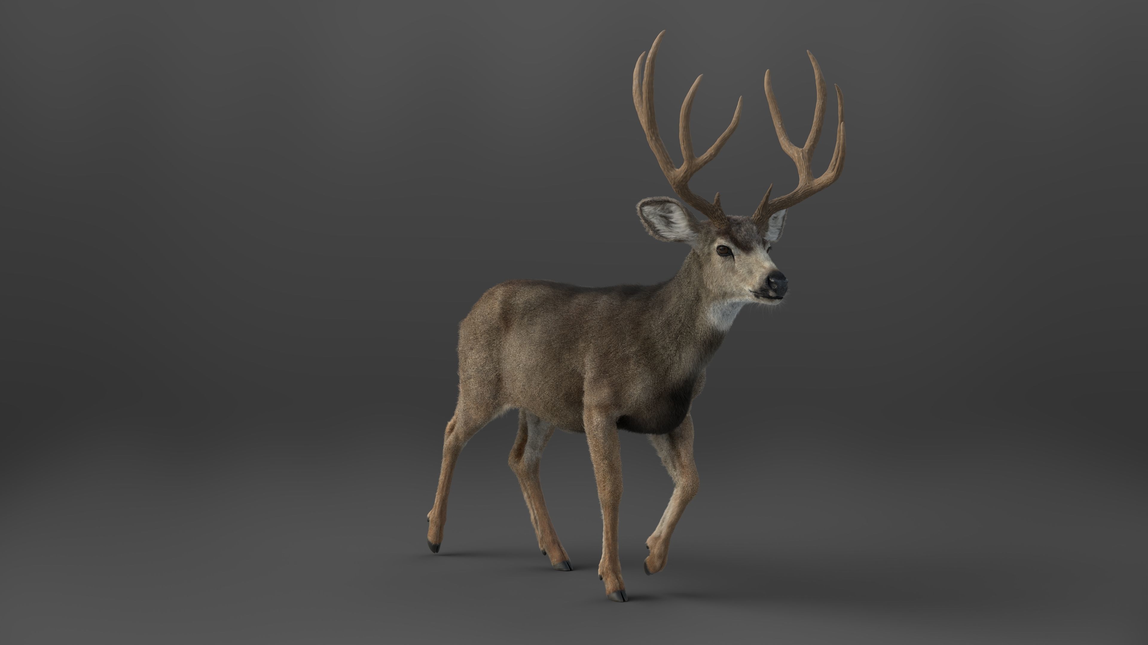 Mule Deer VFX Grace 3D model_6