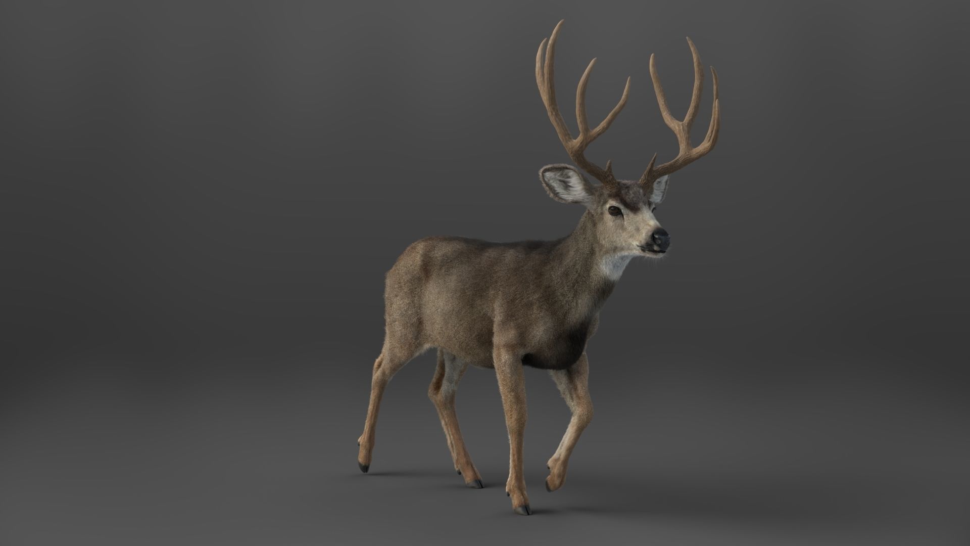 Mule Deer VFX Grace 3D model_5