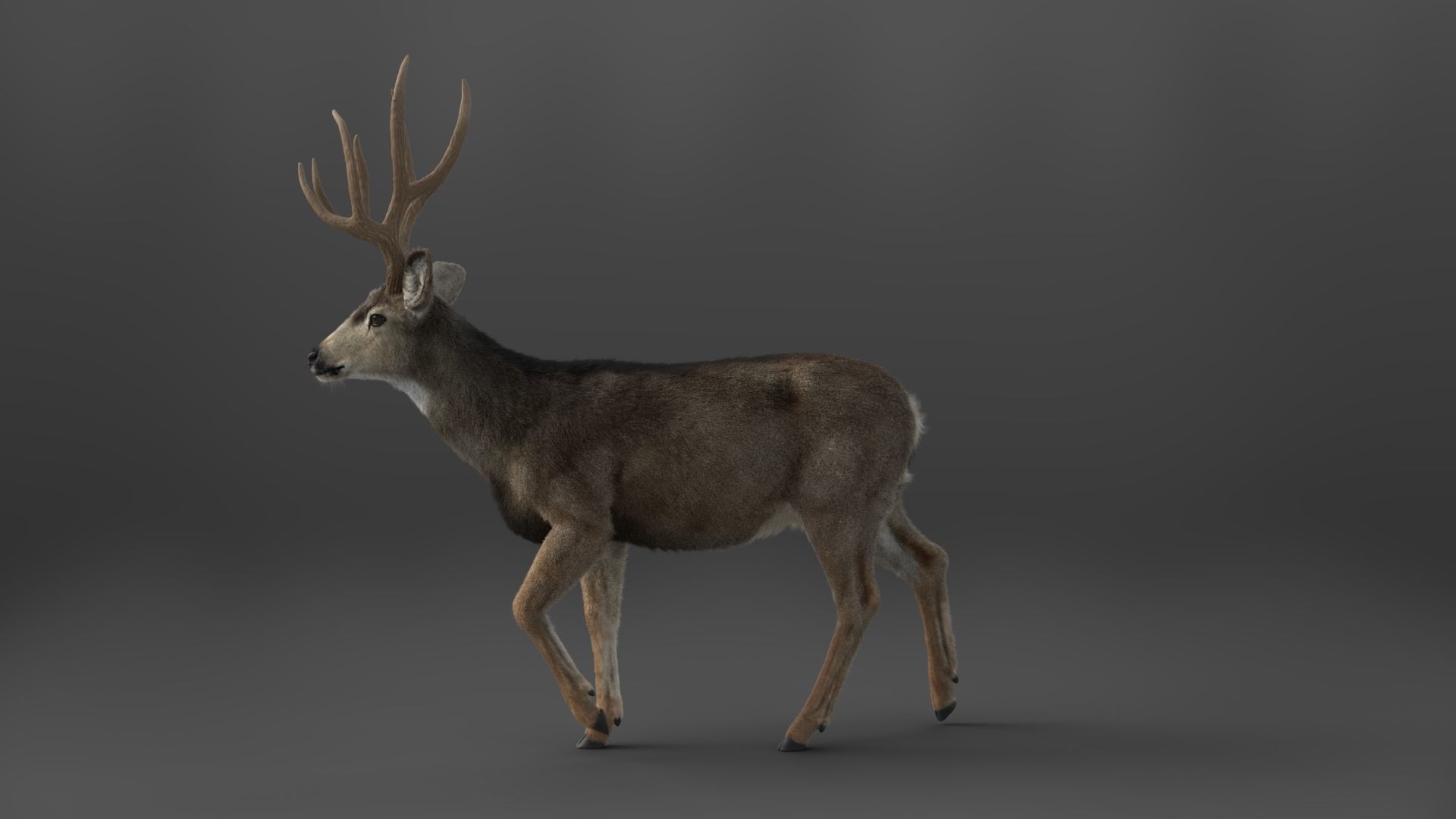 Mule Deer VFX Grace 3D model_13