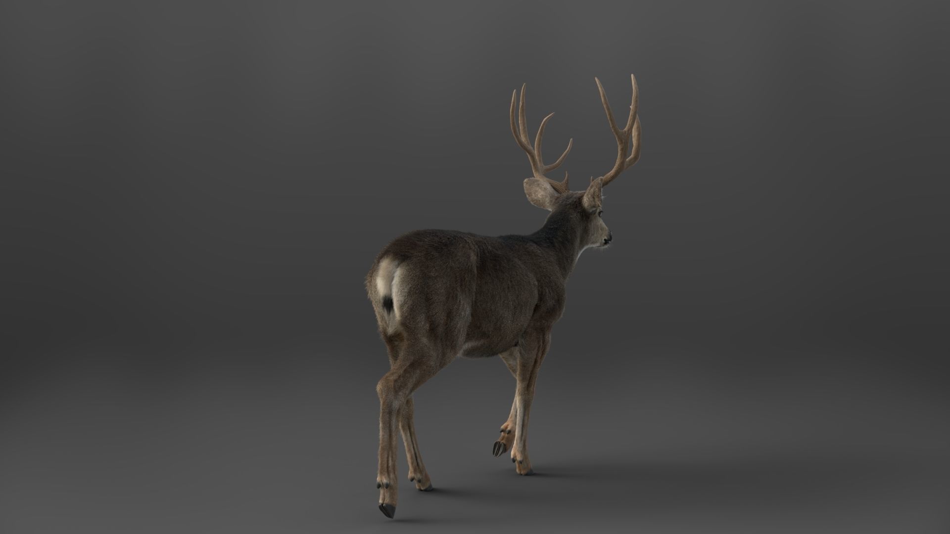 Mule Deer VFX Grace 3D model_9