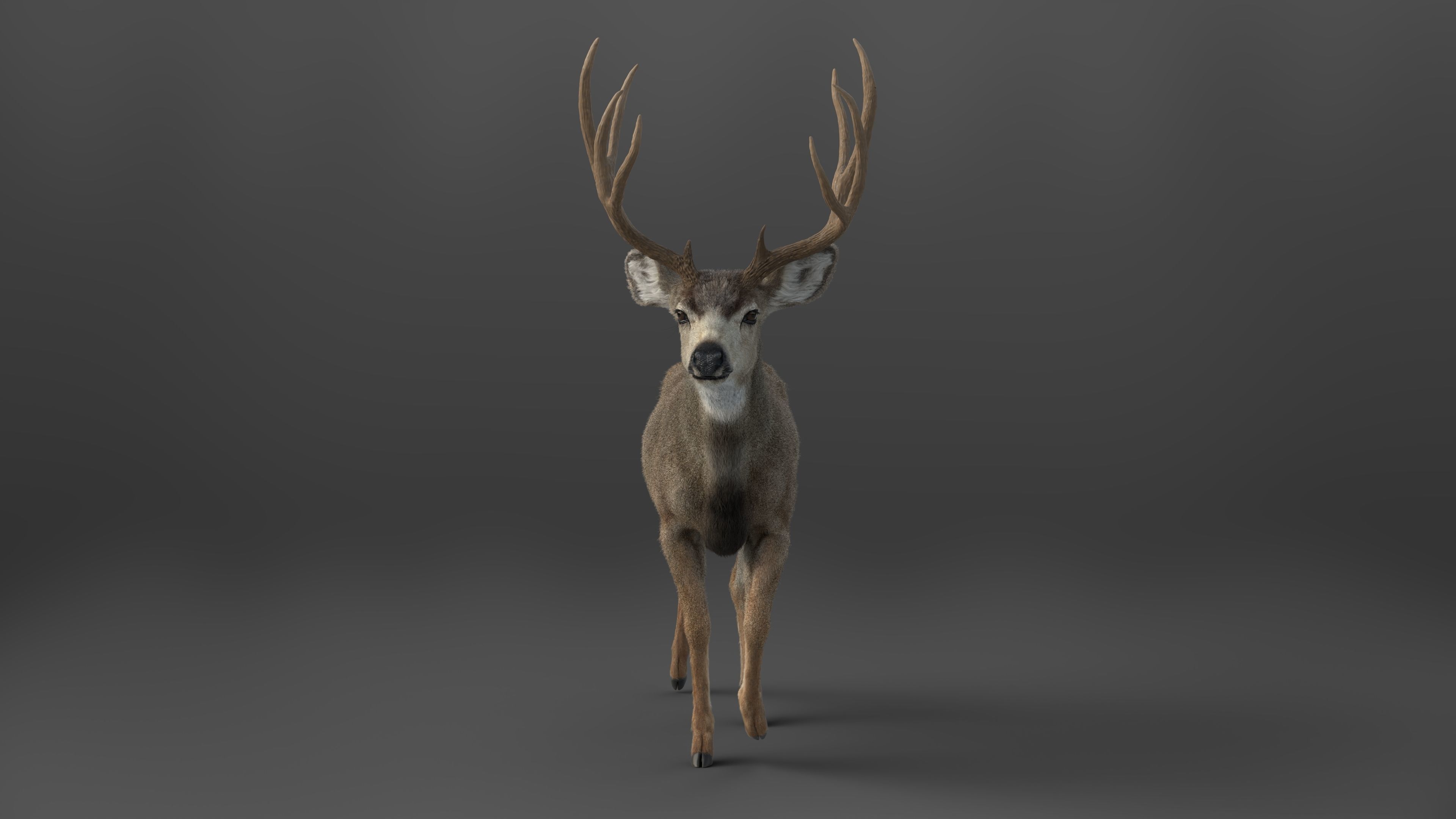 Mule Deer VFX Grace 3D model_18