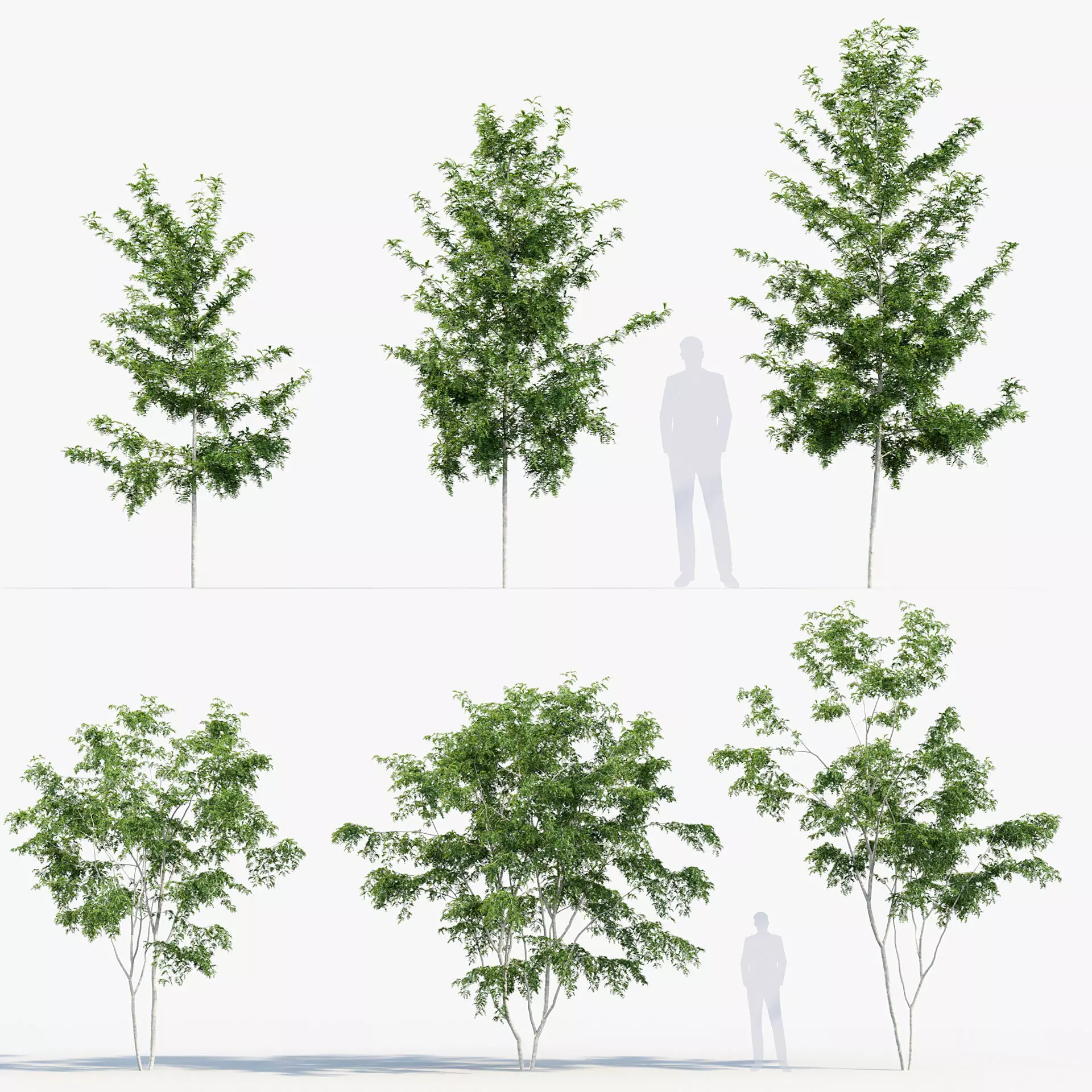 Gleditsia triacanthos - Honey locust 3D model