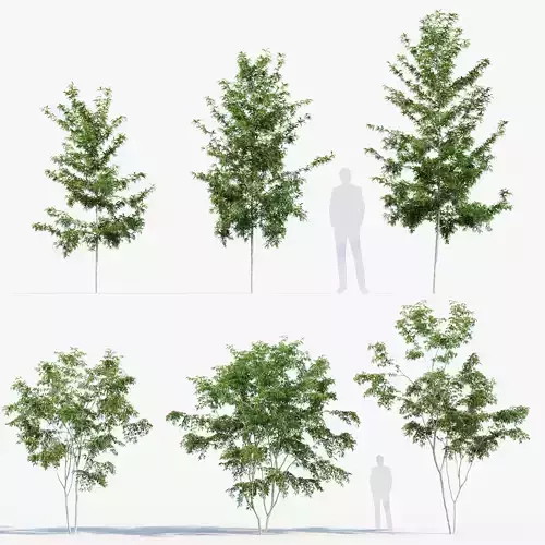 Gleditsia triacanthos Honey locust 3D model