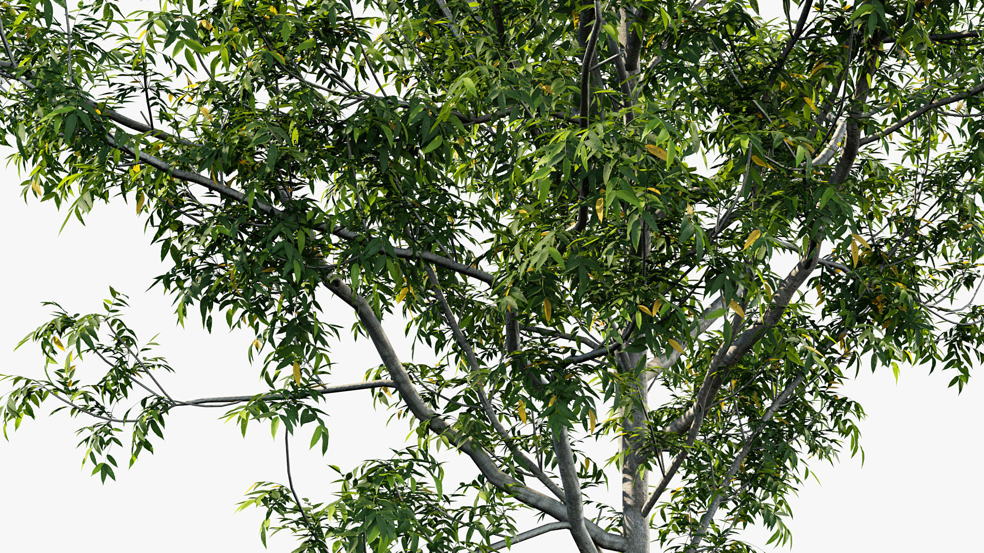 Fraxinus excelsior Common ash 3D model_6